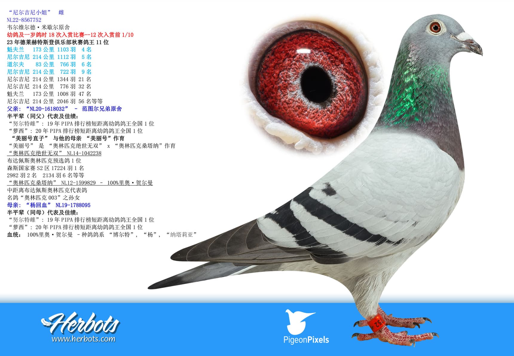 pigeon: undefined