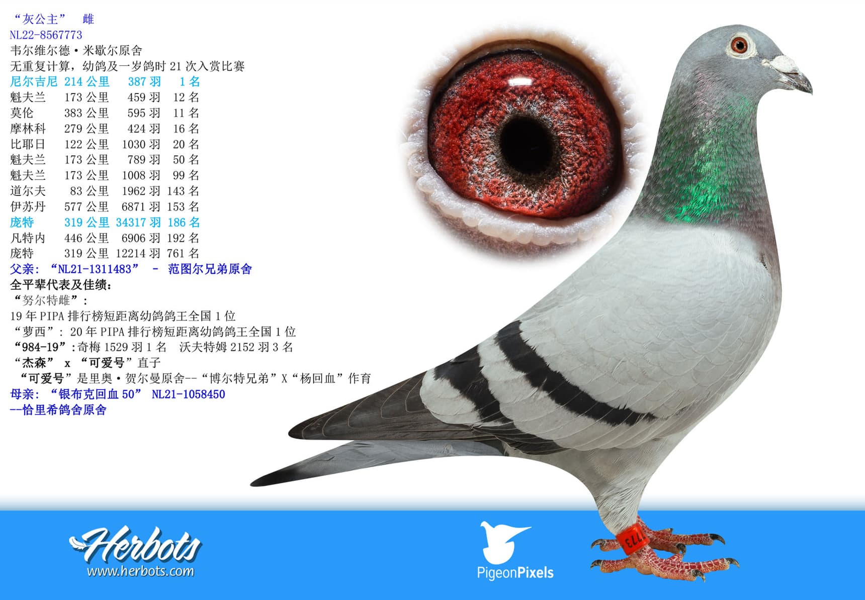 pigeon: undefined