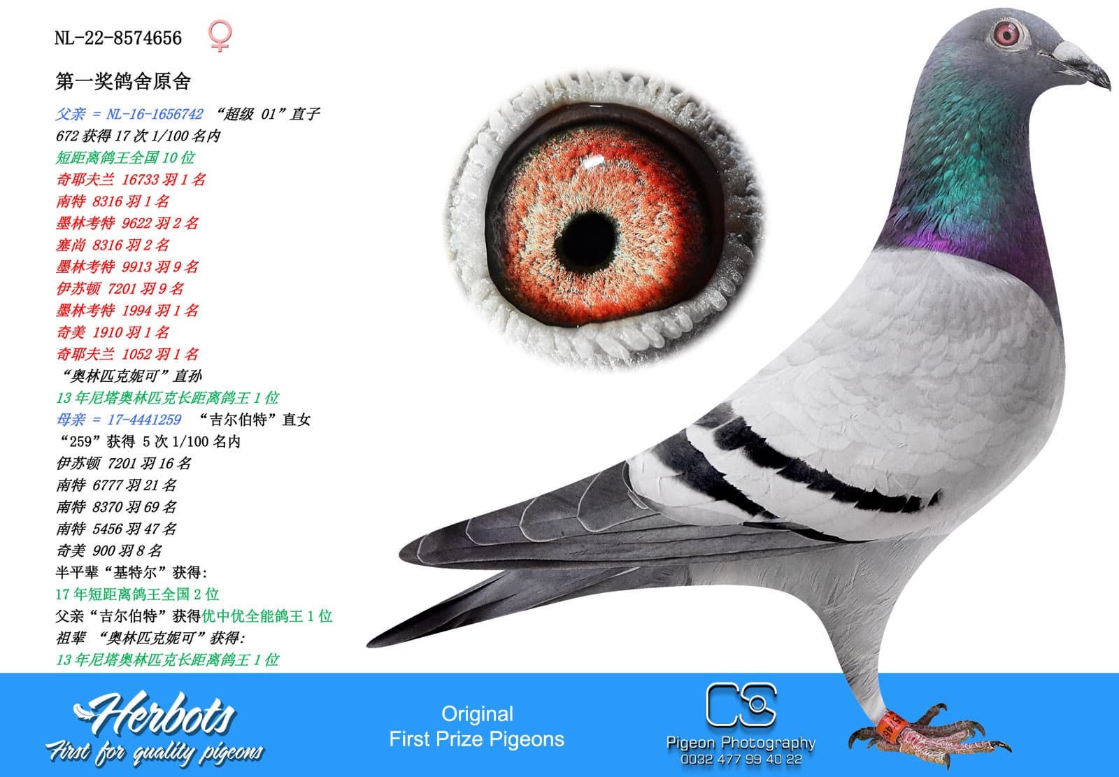 pigeon: undefined