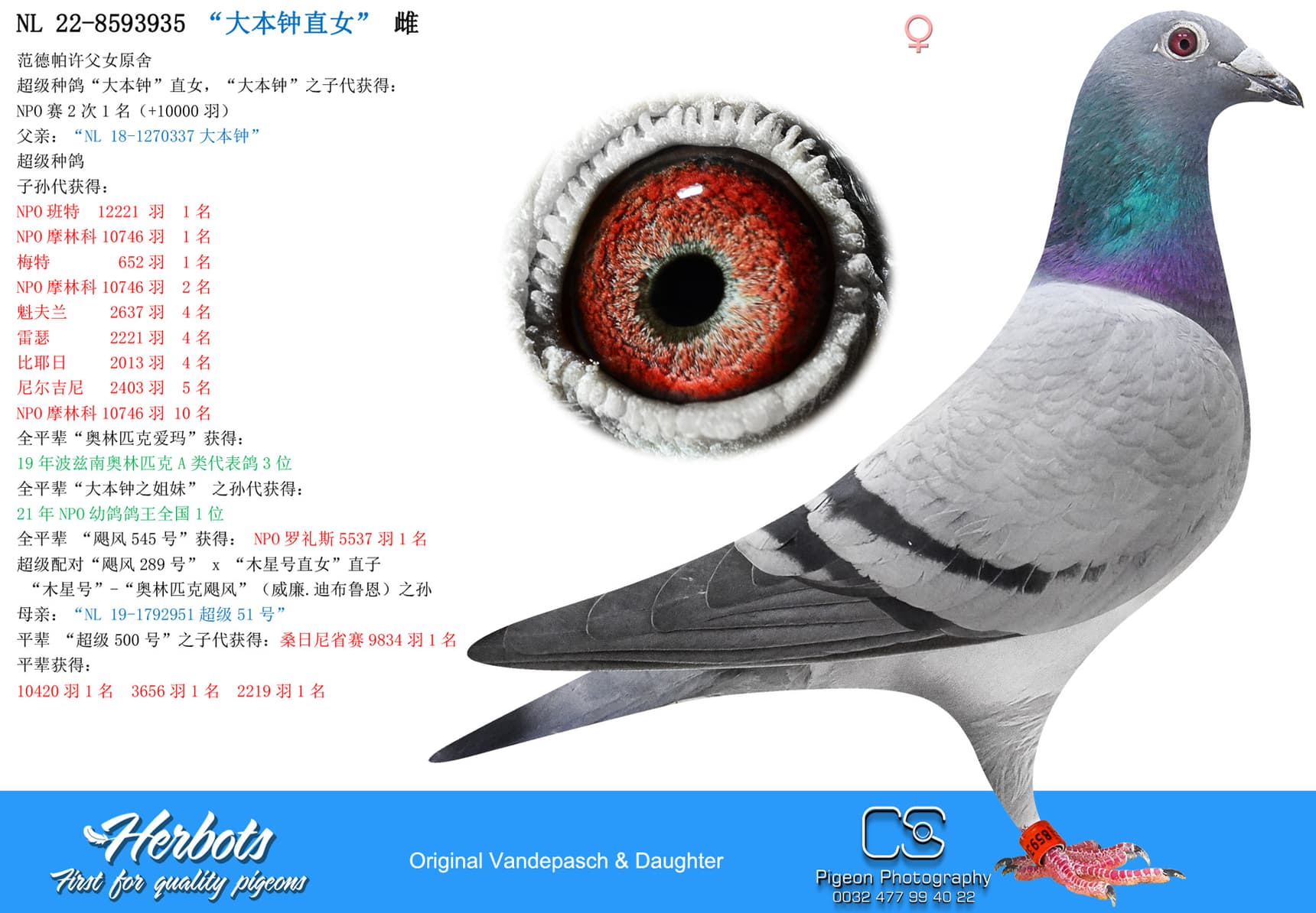 pigeon: undefined