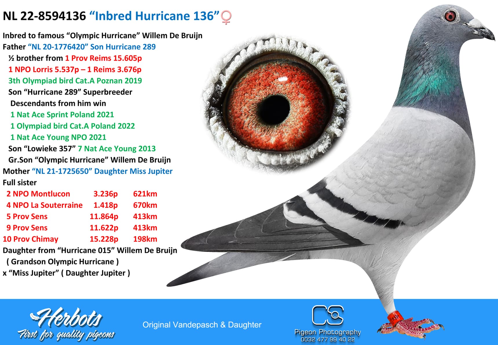 pigeon: undefined