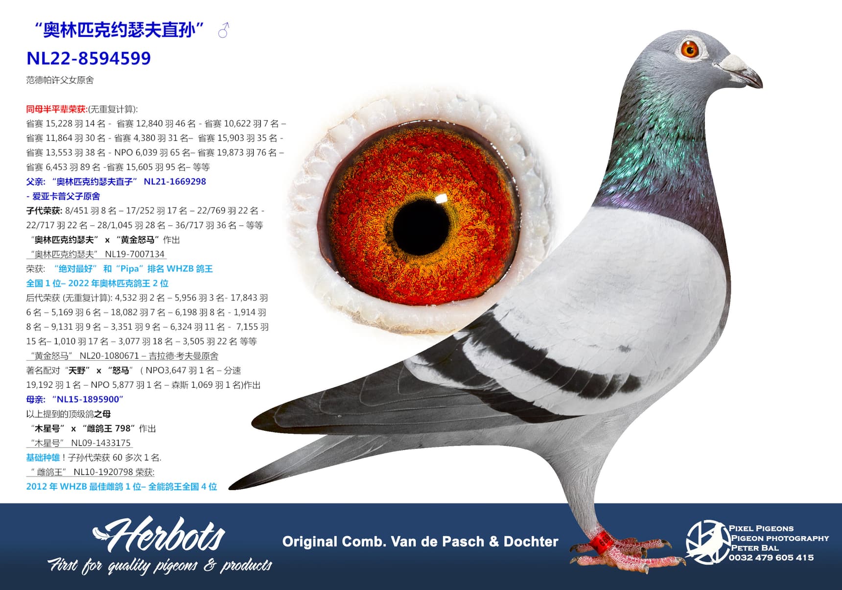 pigeon: “疯狂露露全兄弟”