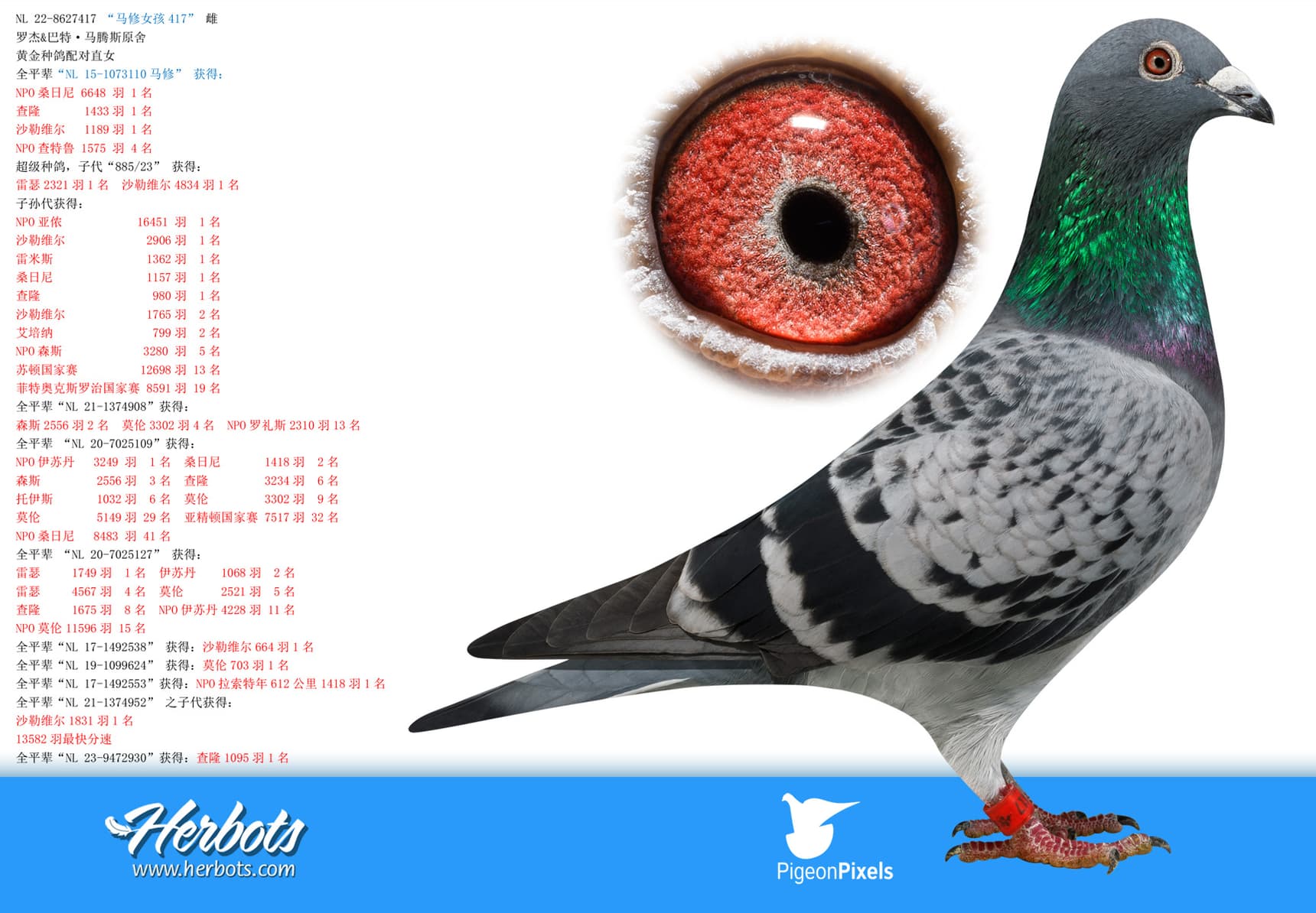 pigeon: undefined