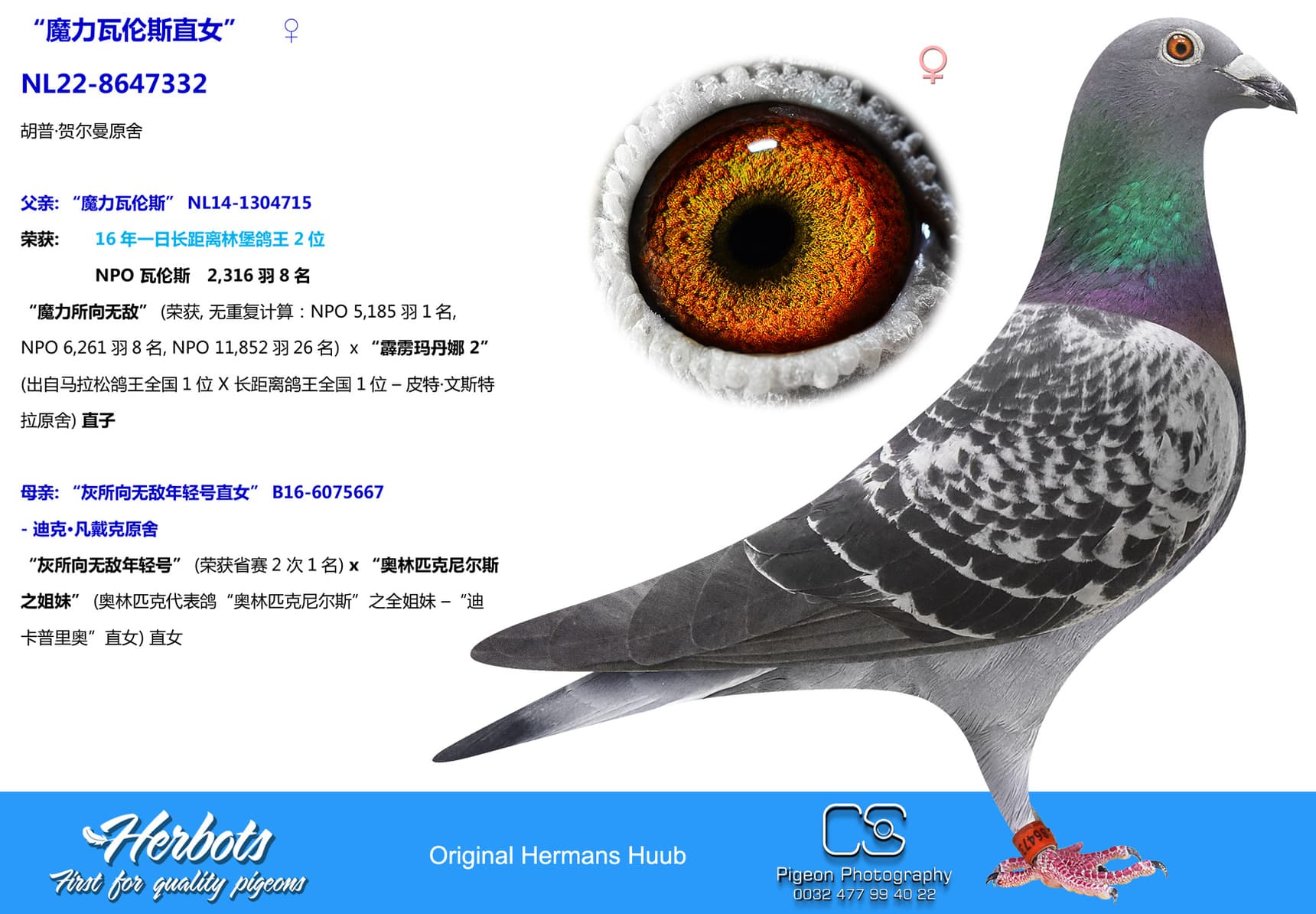 pigeon: undefined