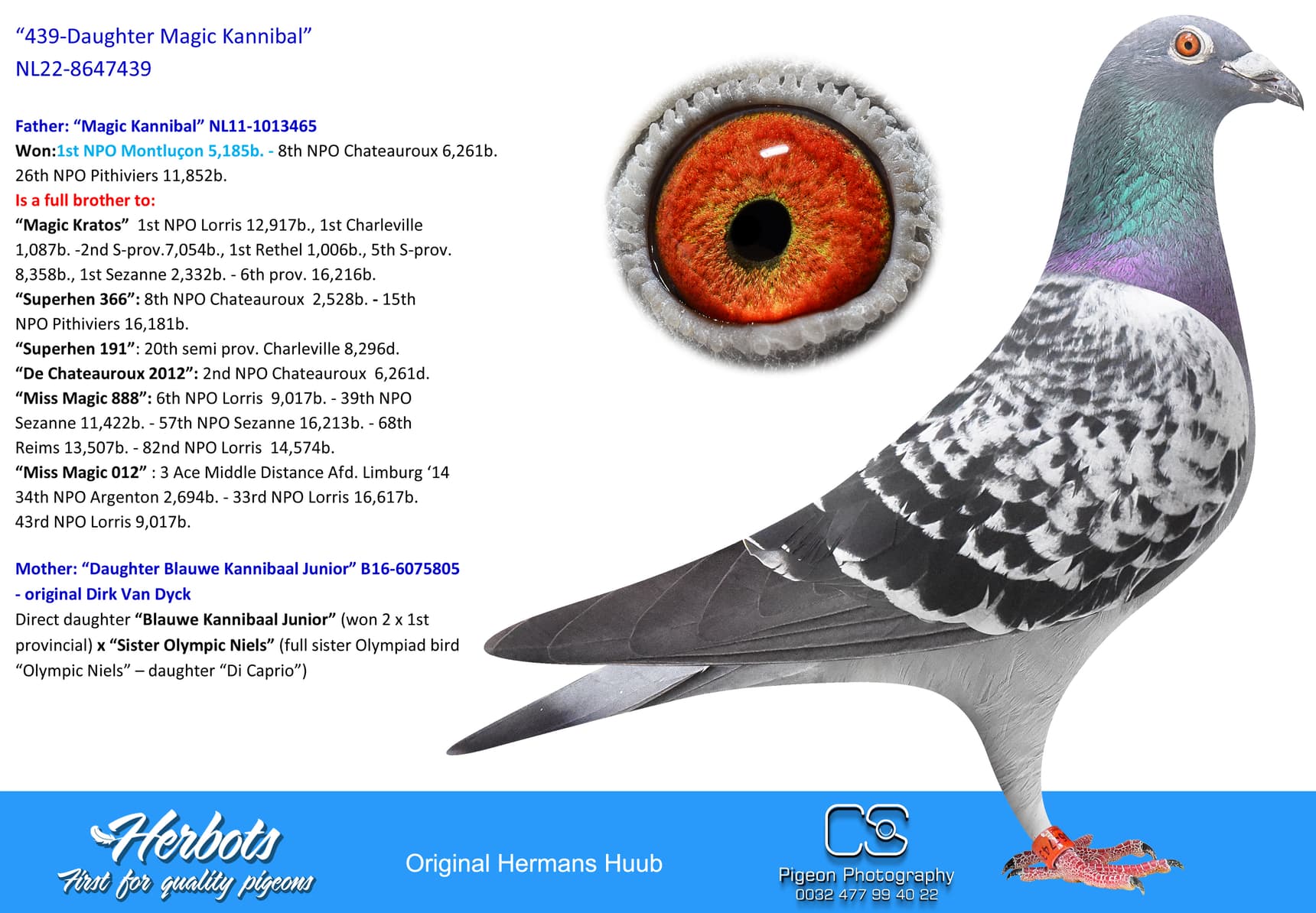 pigeon: undefined