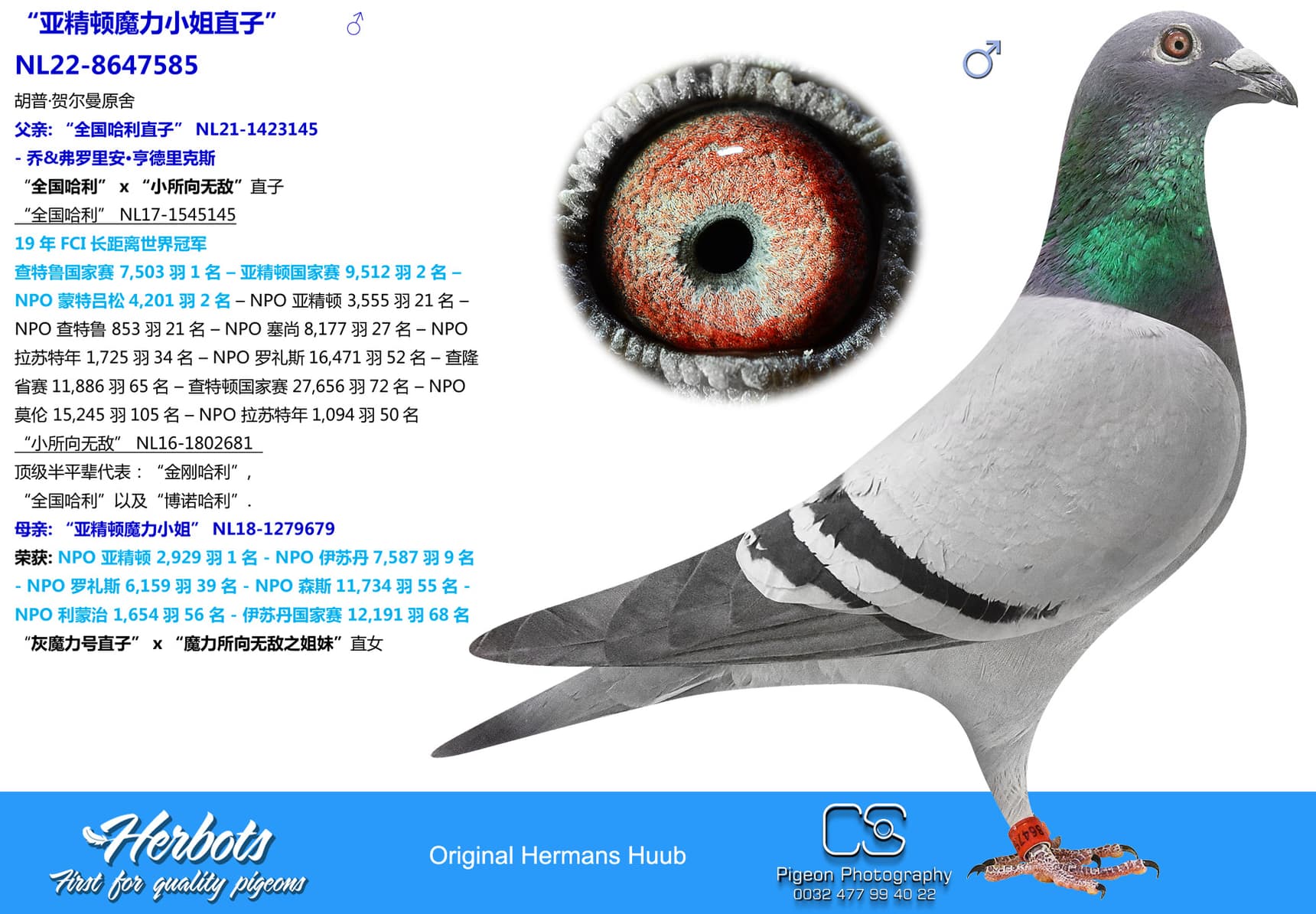 pigeon: undefined