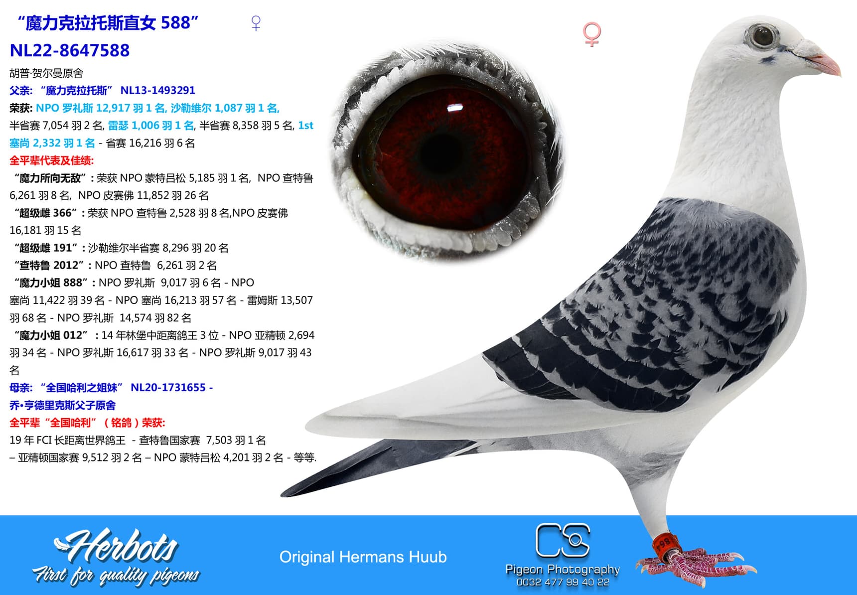 pigeon: undefined