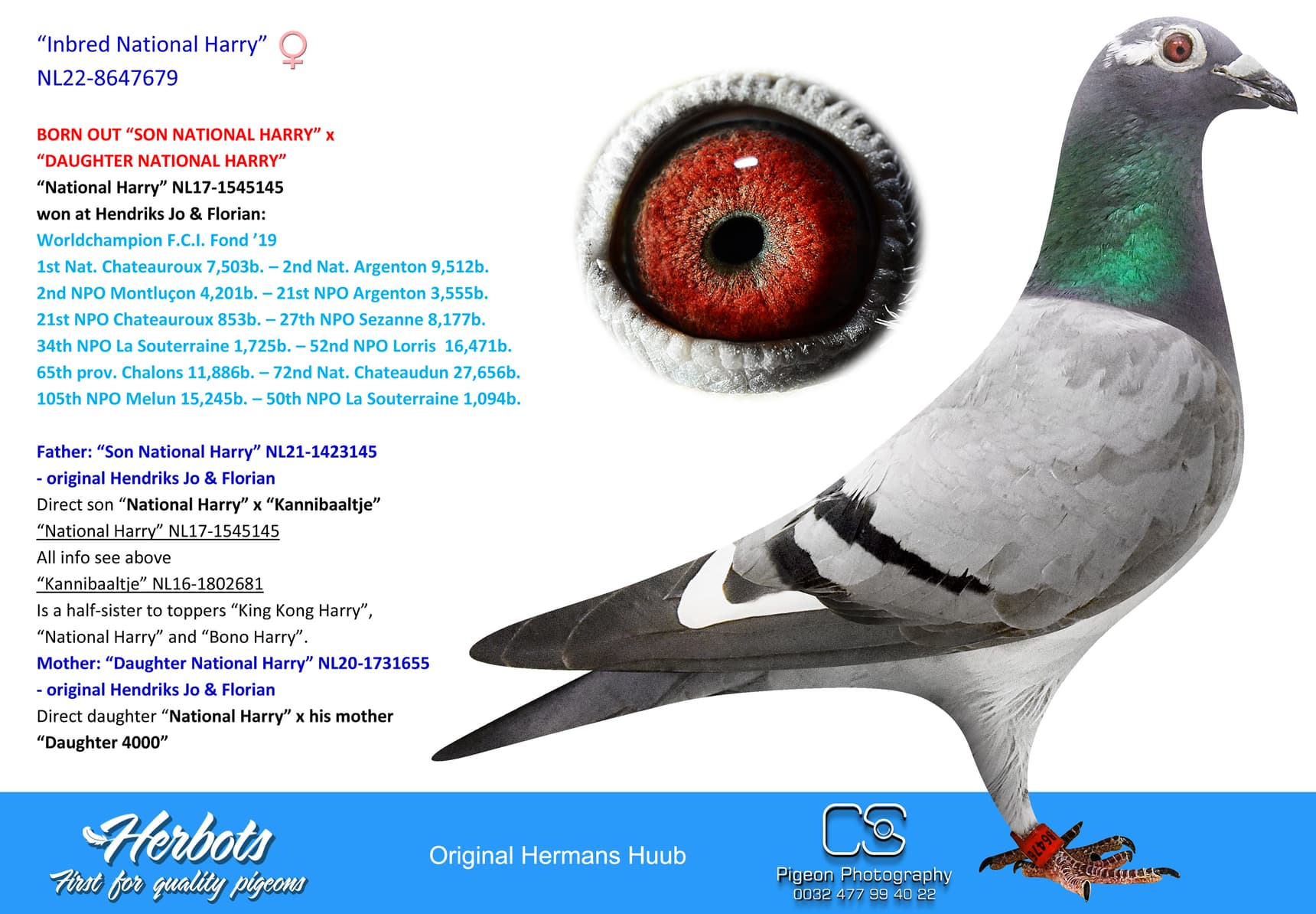 pigeon: undefined