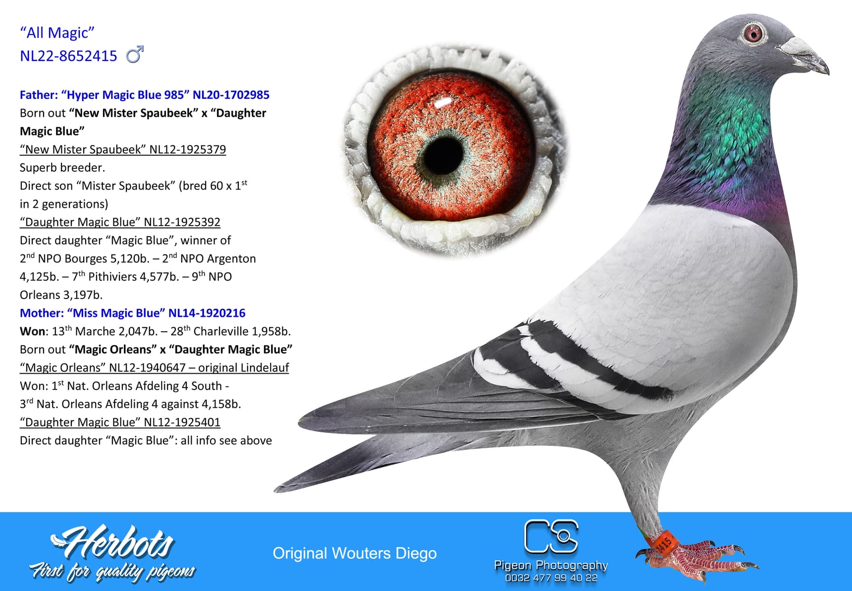 pigeon: undefined