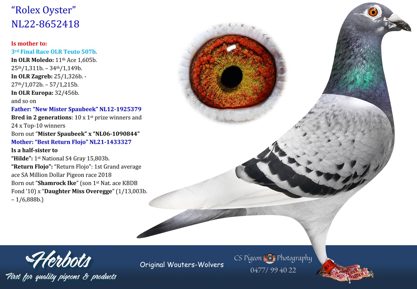 pigeon: undefined