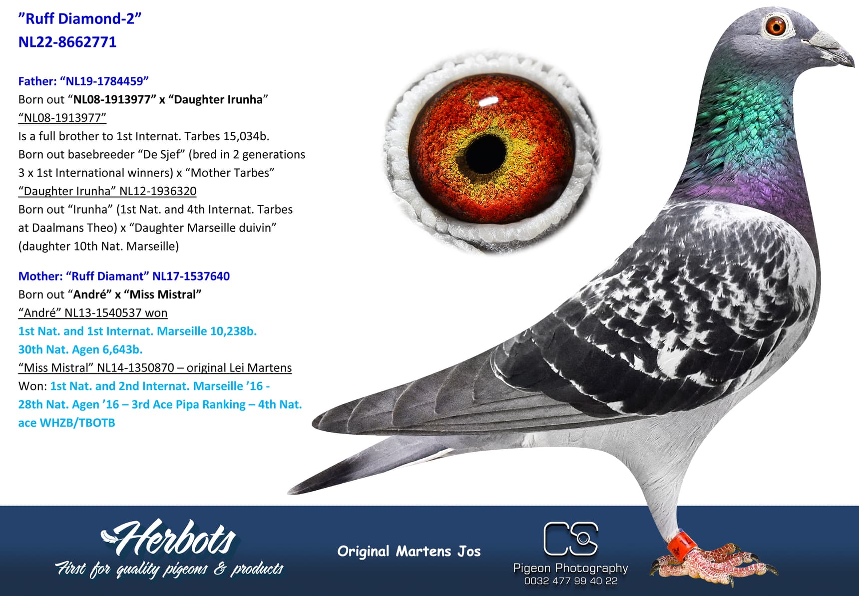 pigeon: undefined
