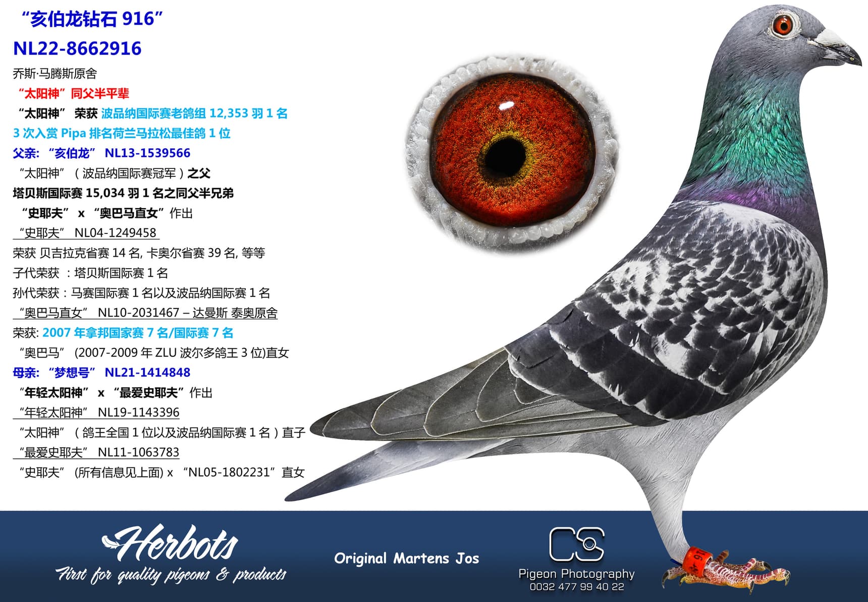 pigeon: “亥伯龙钻石916”