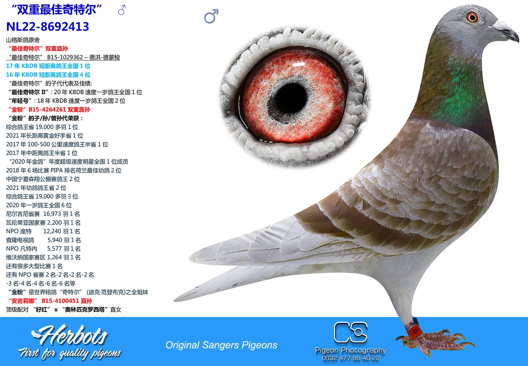 pigeon: undefined