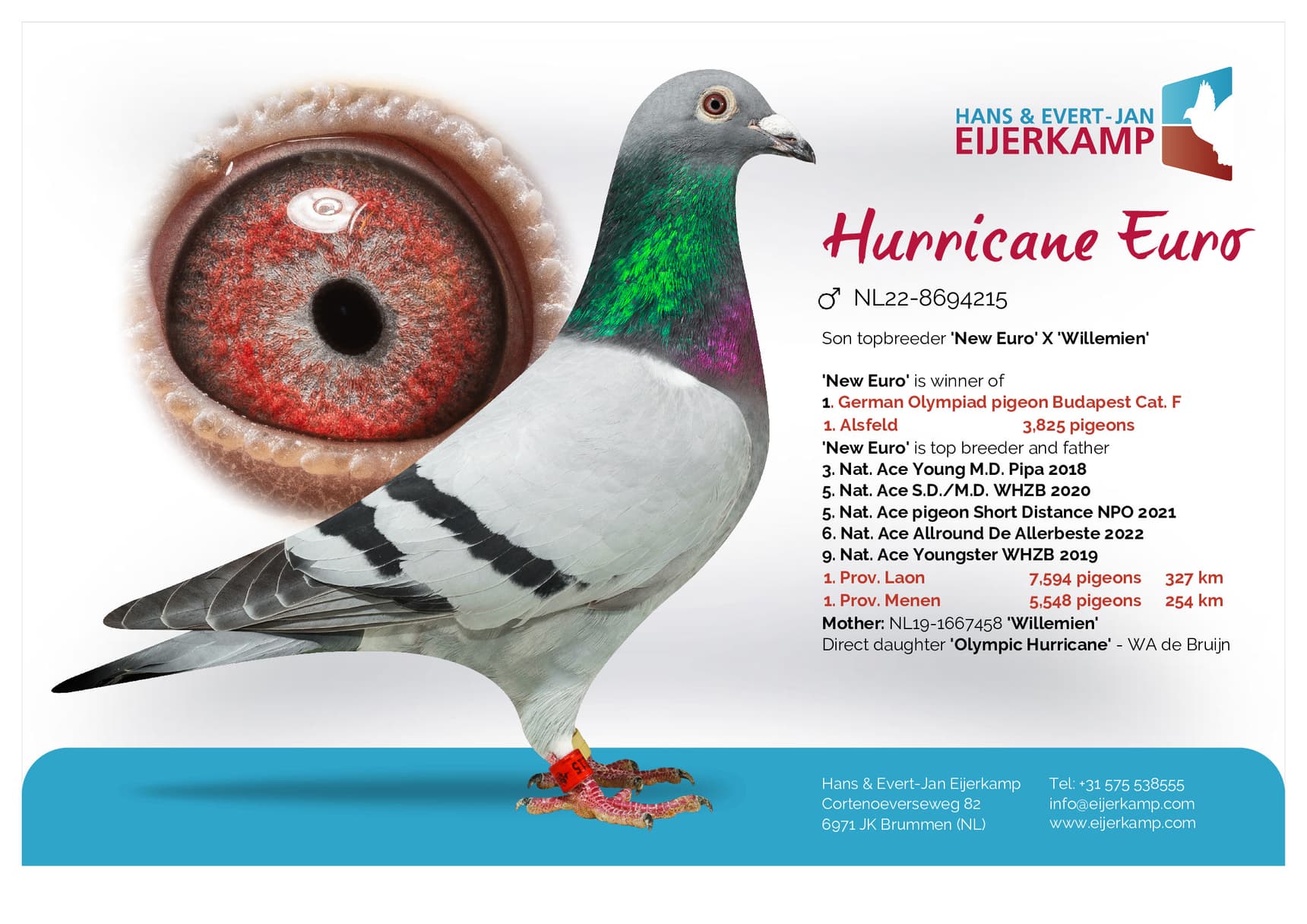 pigeon: undefined