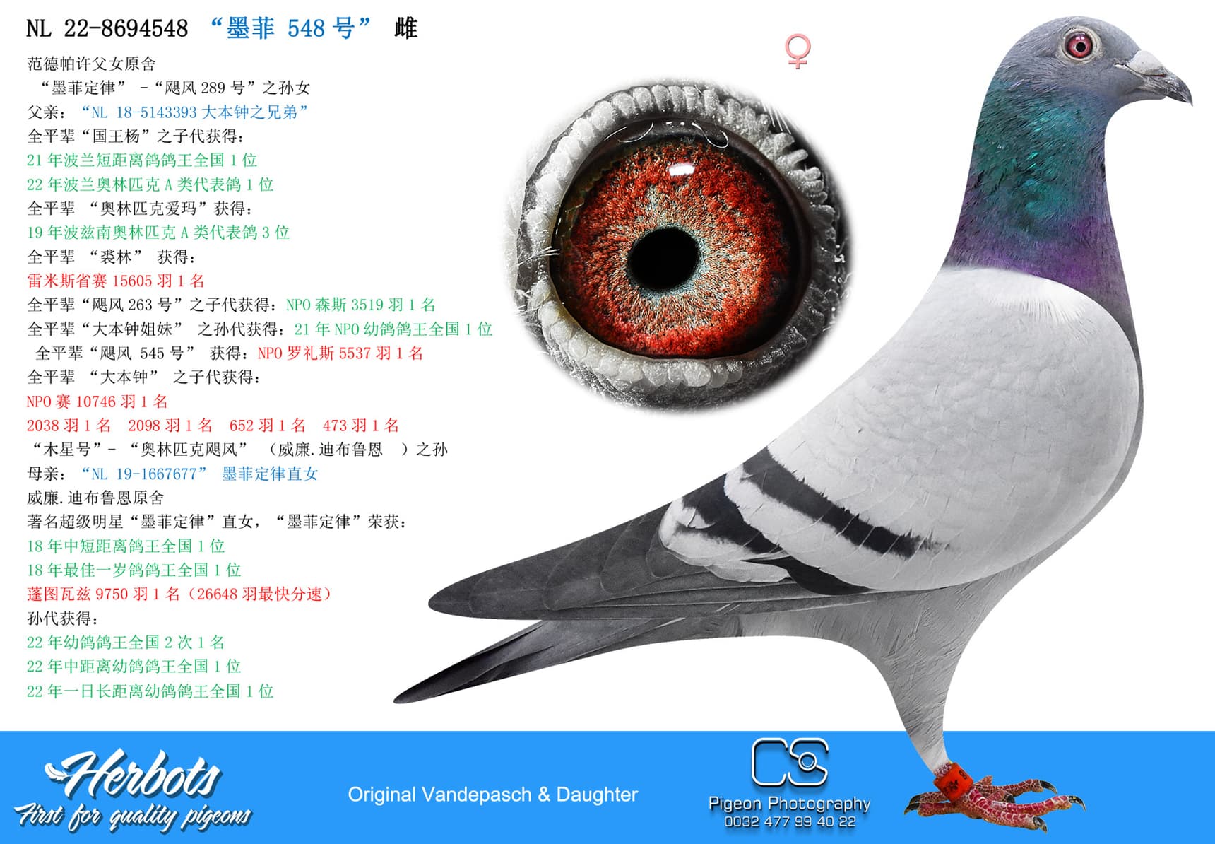 pigeon: undefined