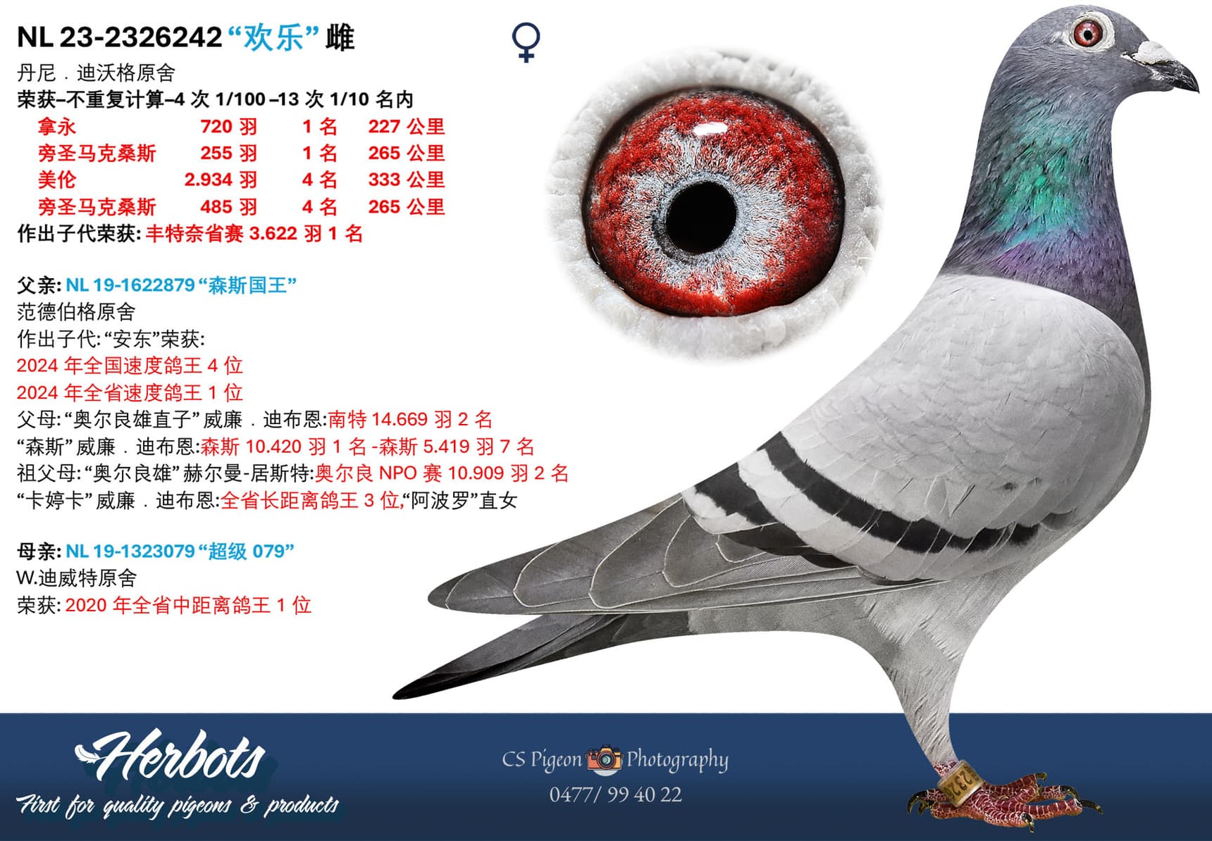 pigeon: undefined