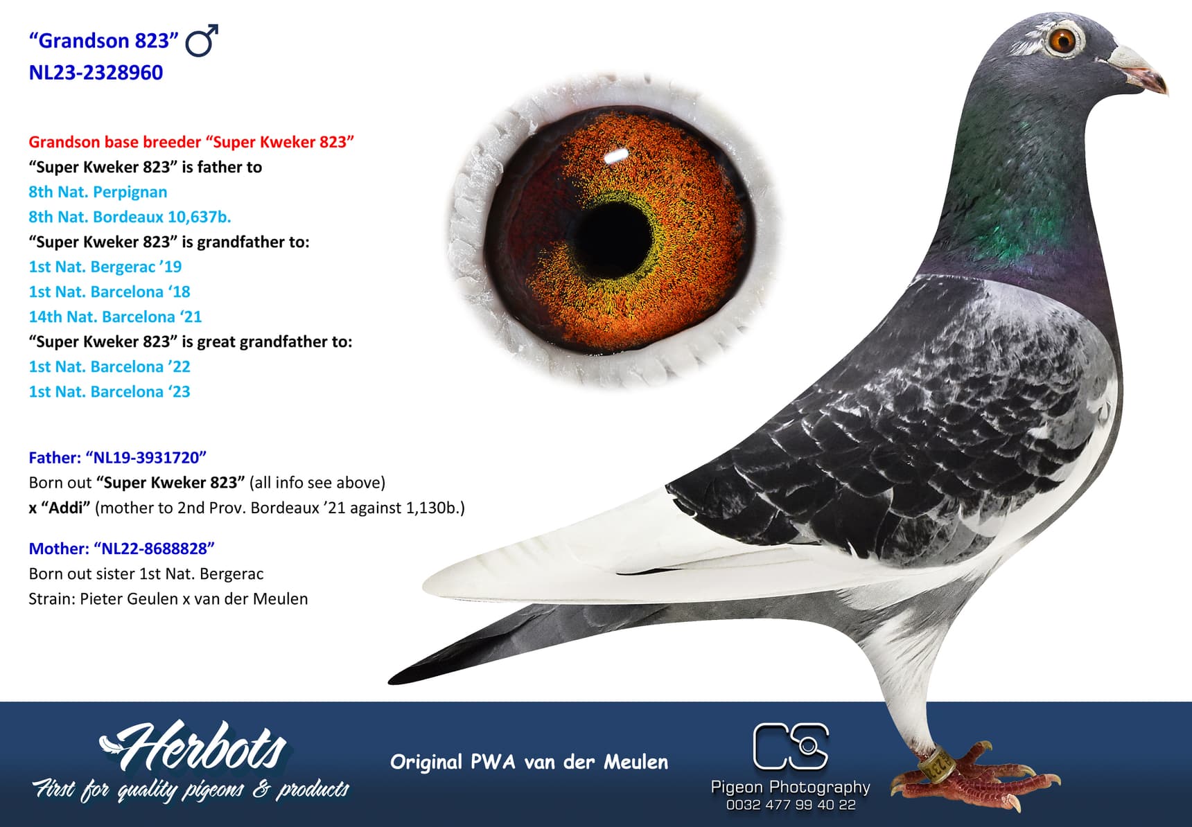 pigeon: undefined