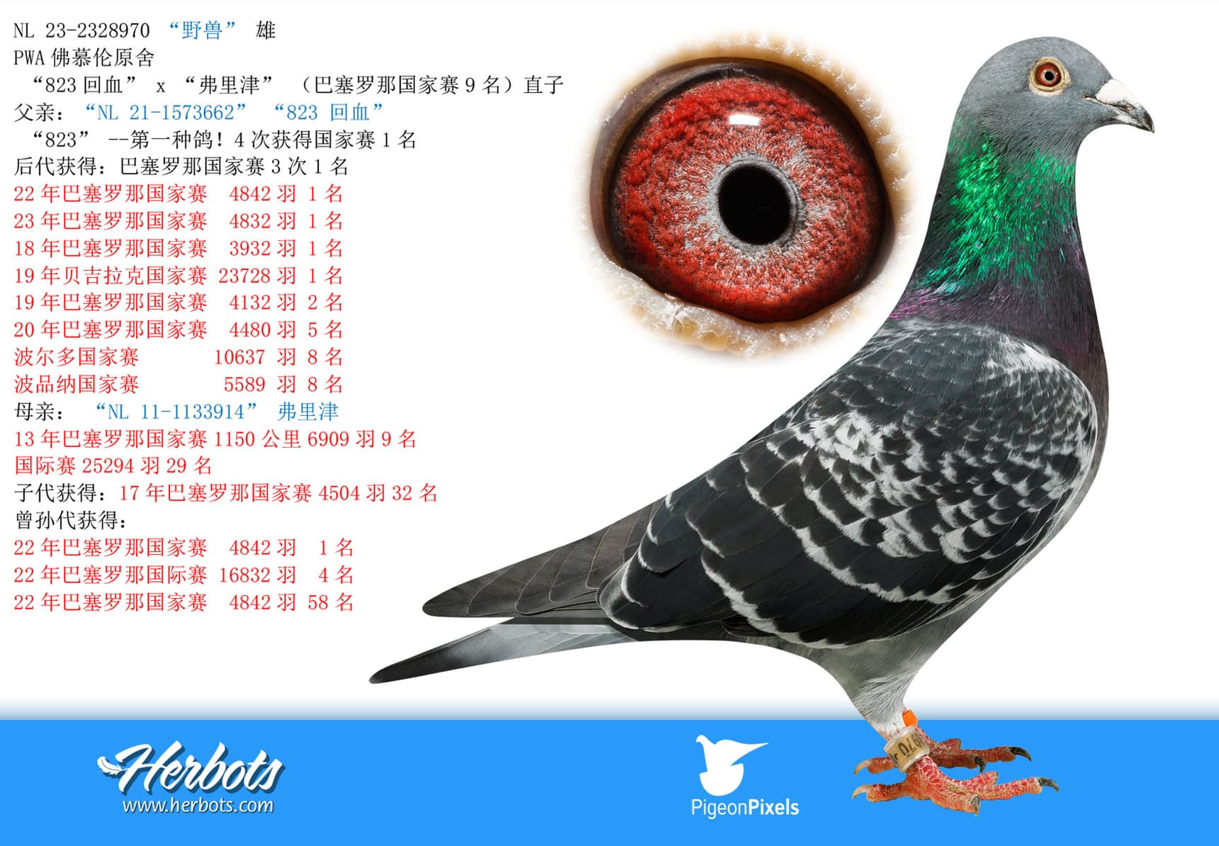 pigeon: undefined