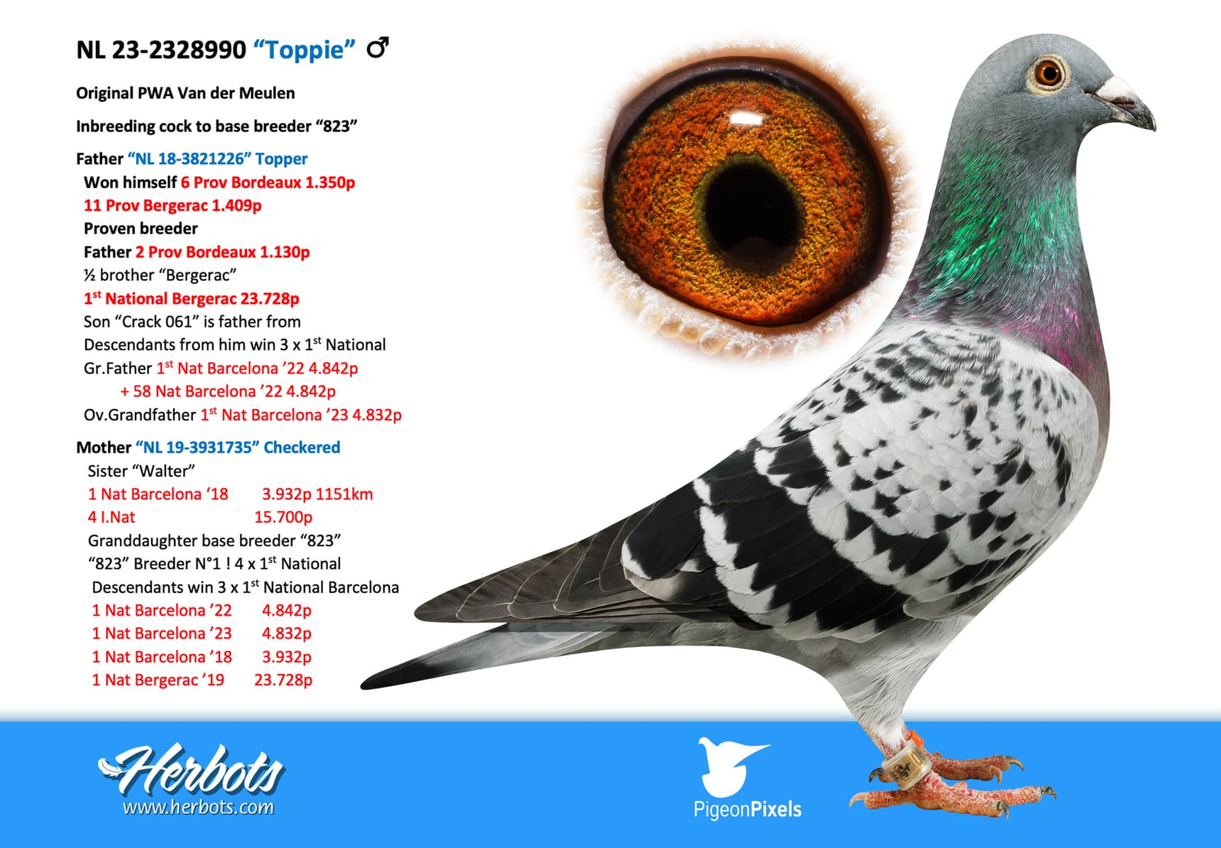 pigeon: undefined