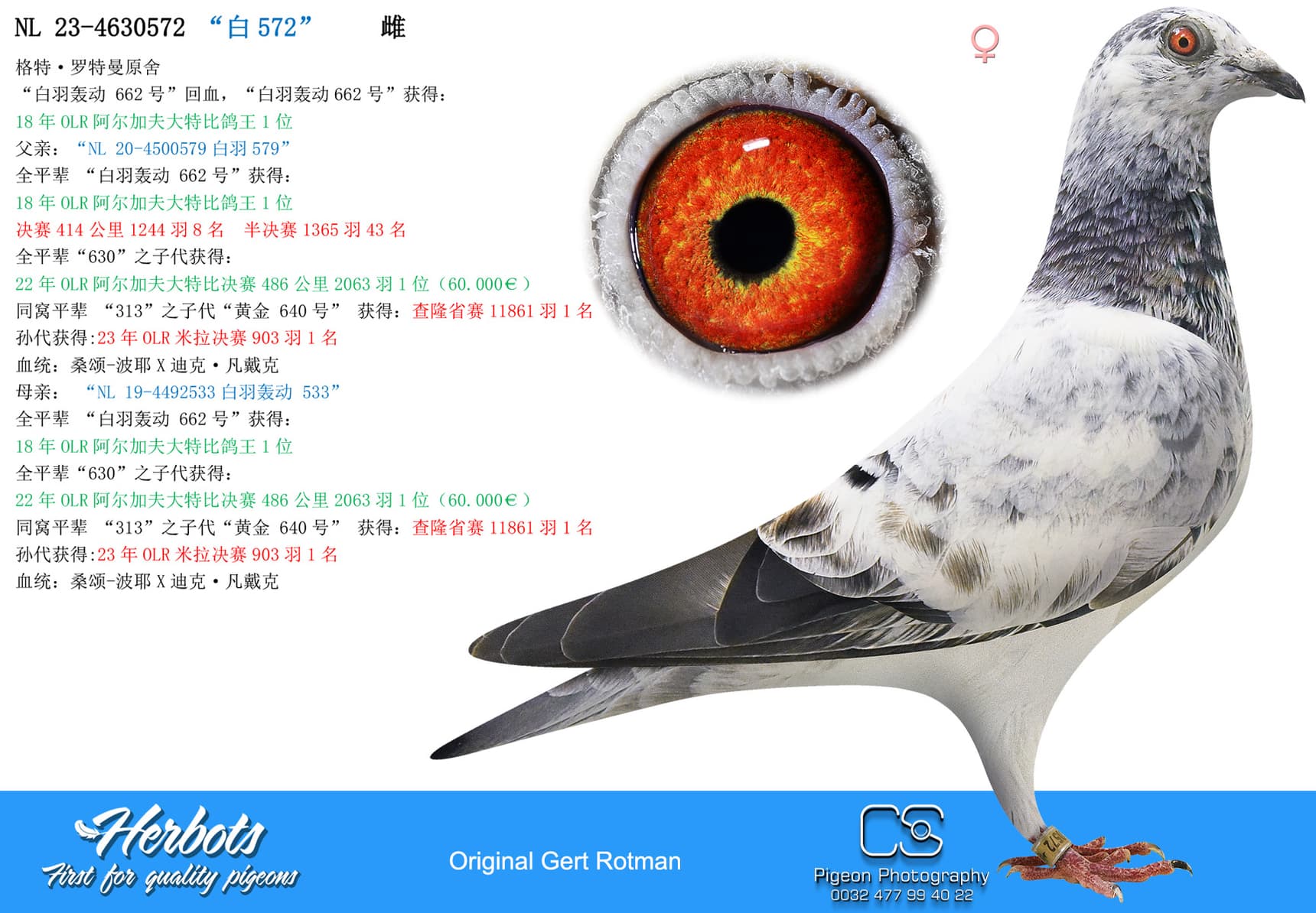 pigeon: “白572”