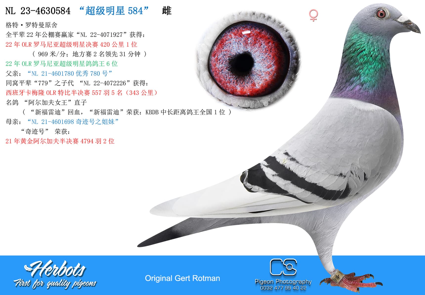 pigeon: “超级明星584”