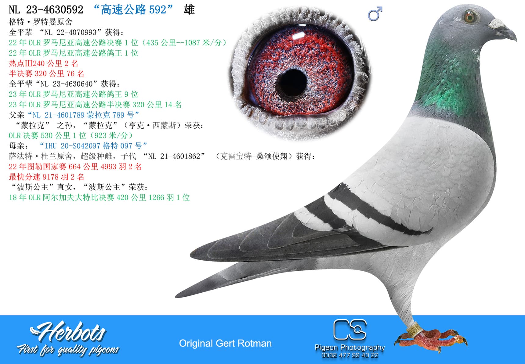 pigeon: “高速公路592”