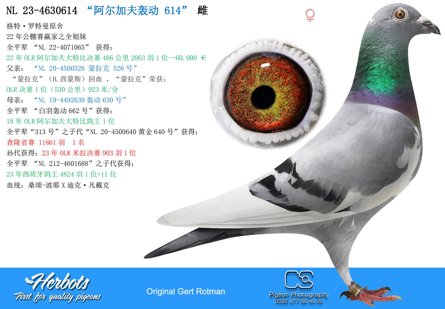 pigeon: “阿尔加夫轰动 614”