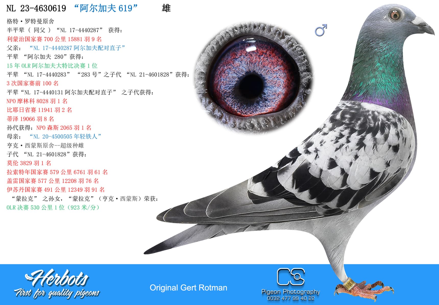 pigeon: “阿尔加夫619”