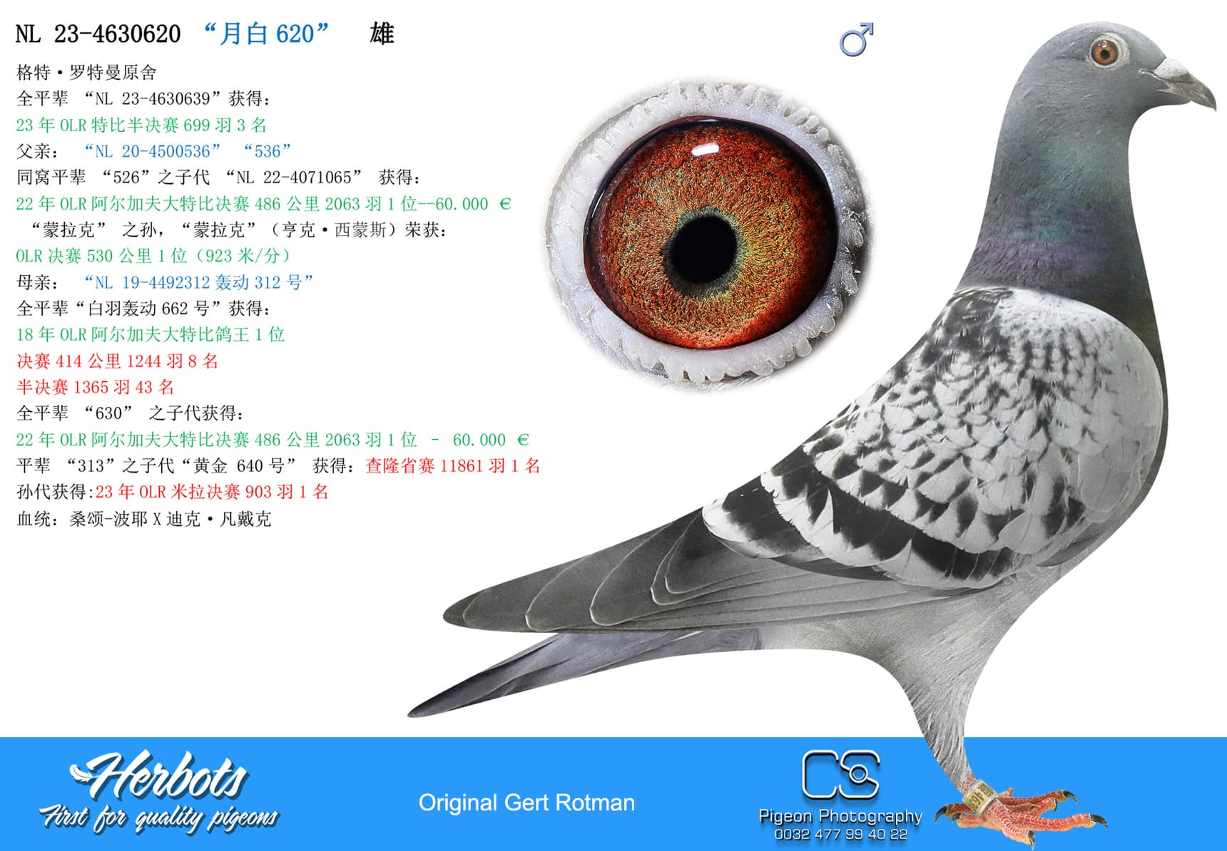 pigeon: “月白620”