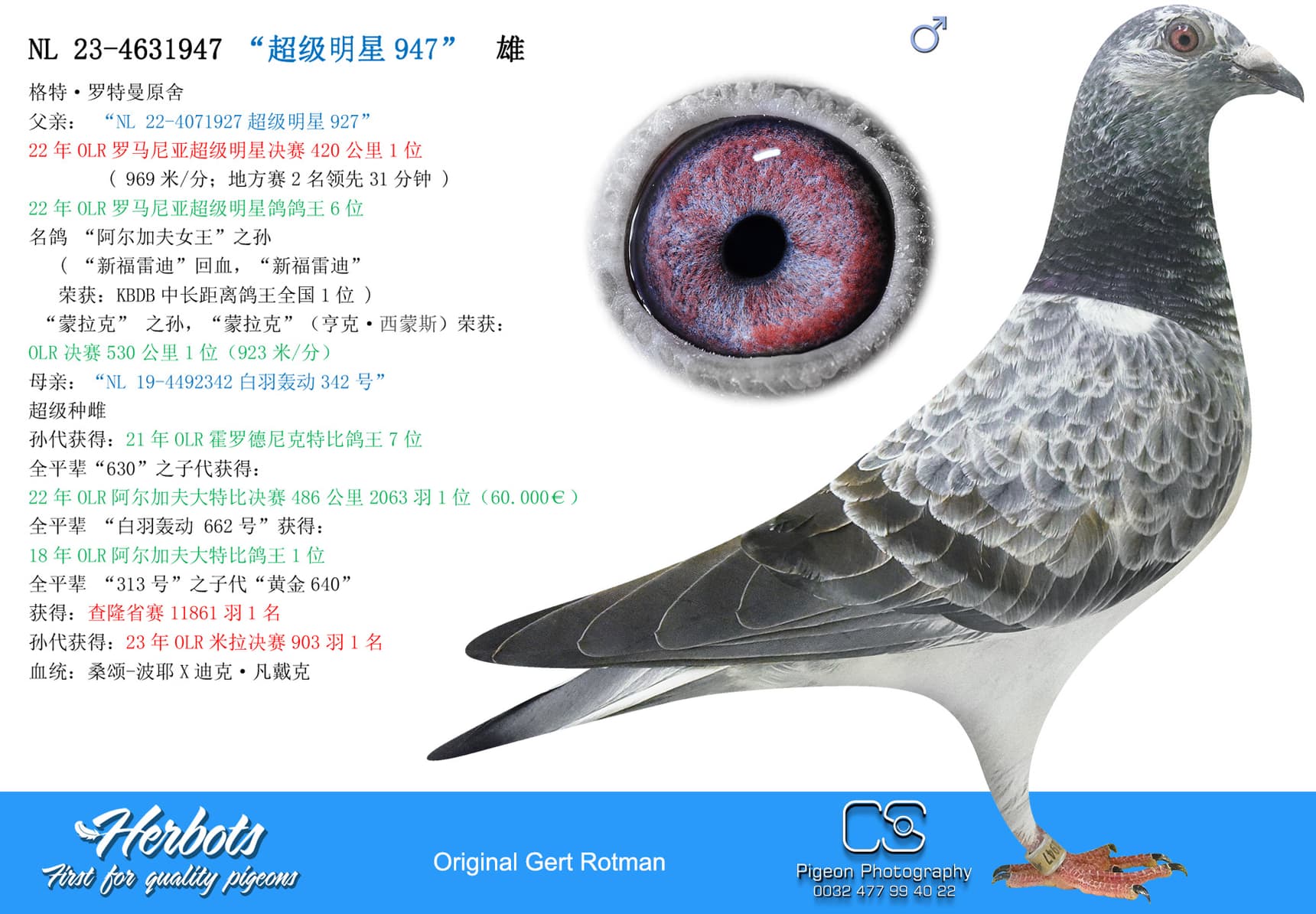 pigeon: “超级明星947”