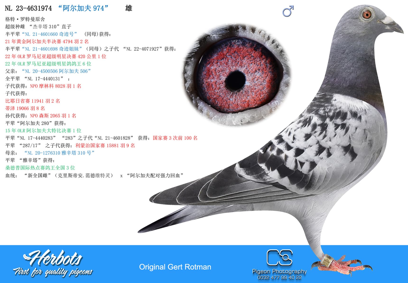 pigeon: “阿尔加夫974”