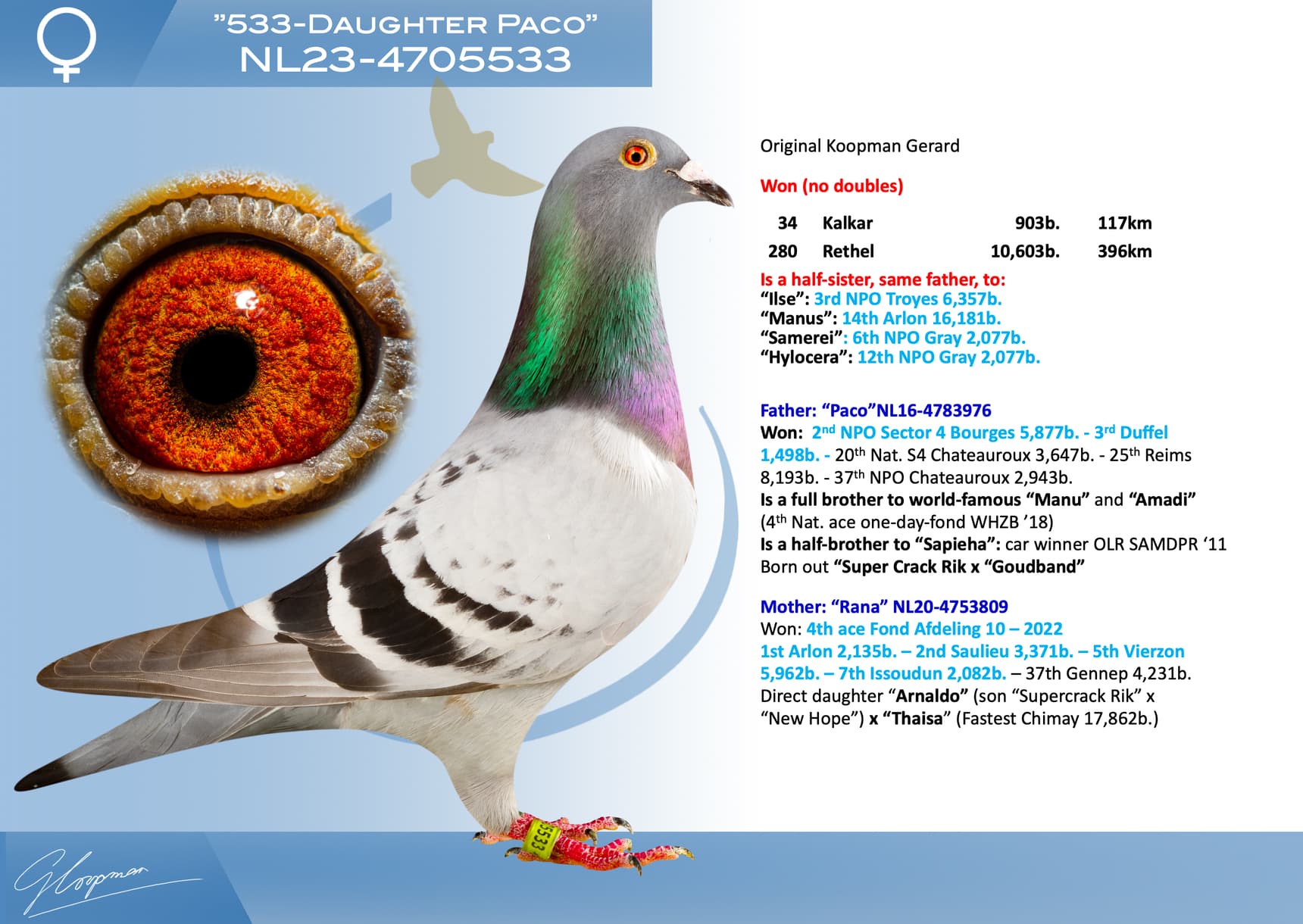 pigeon: undefined