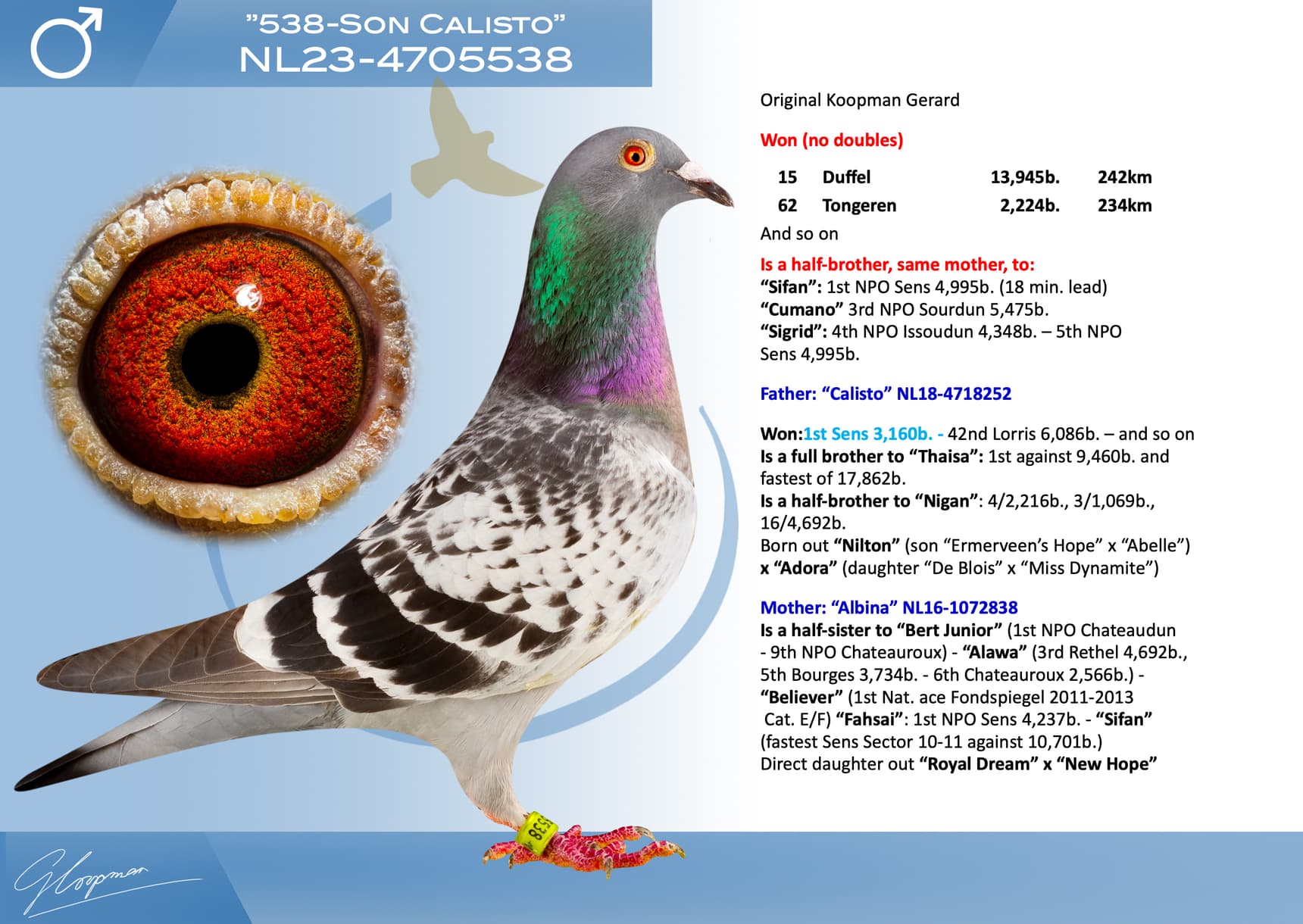 pigeon: undefined