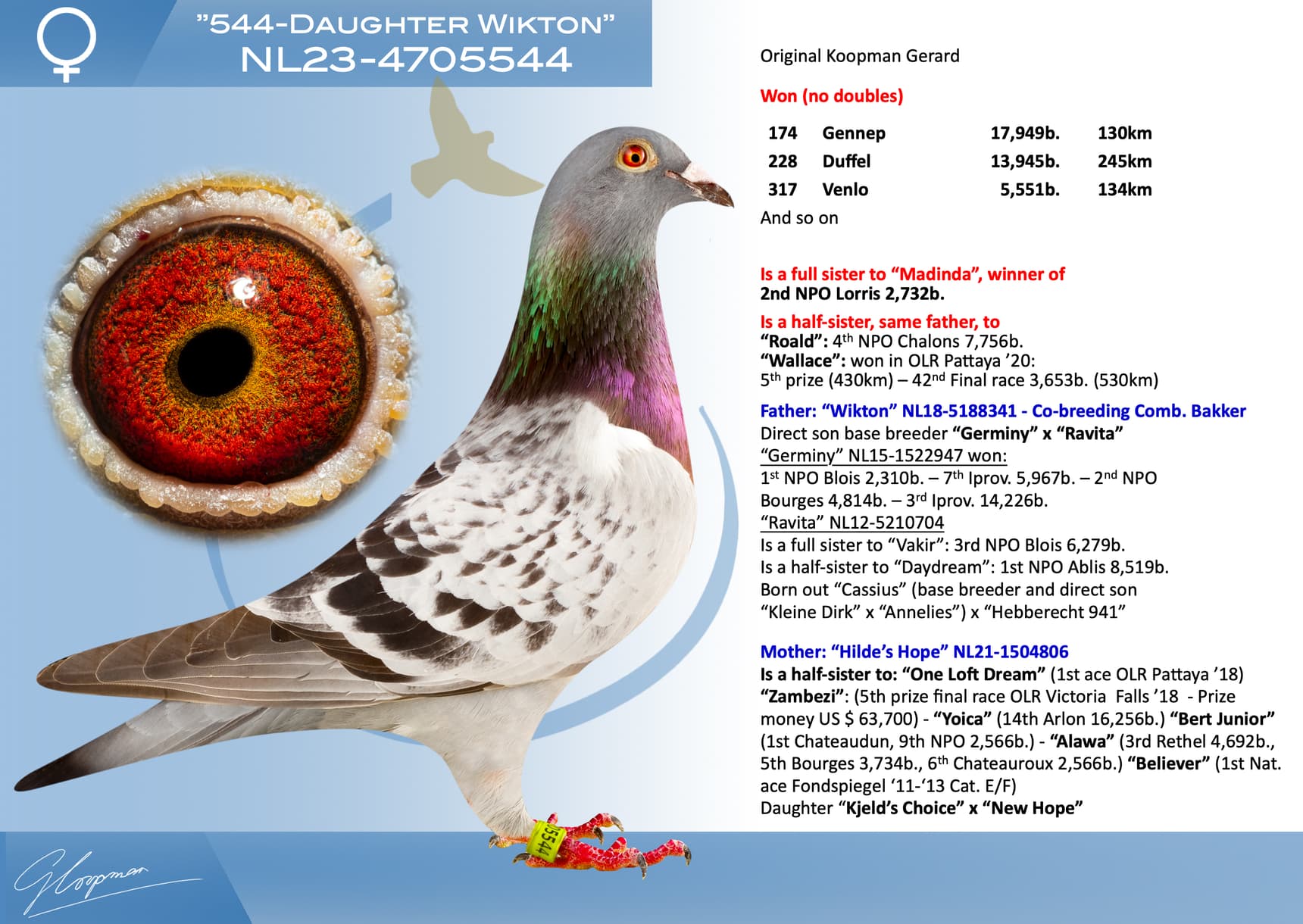 pigeon: undefined