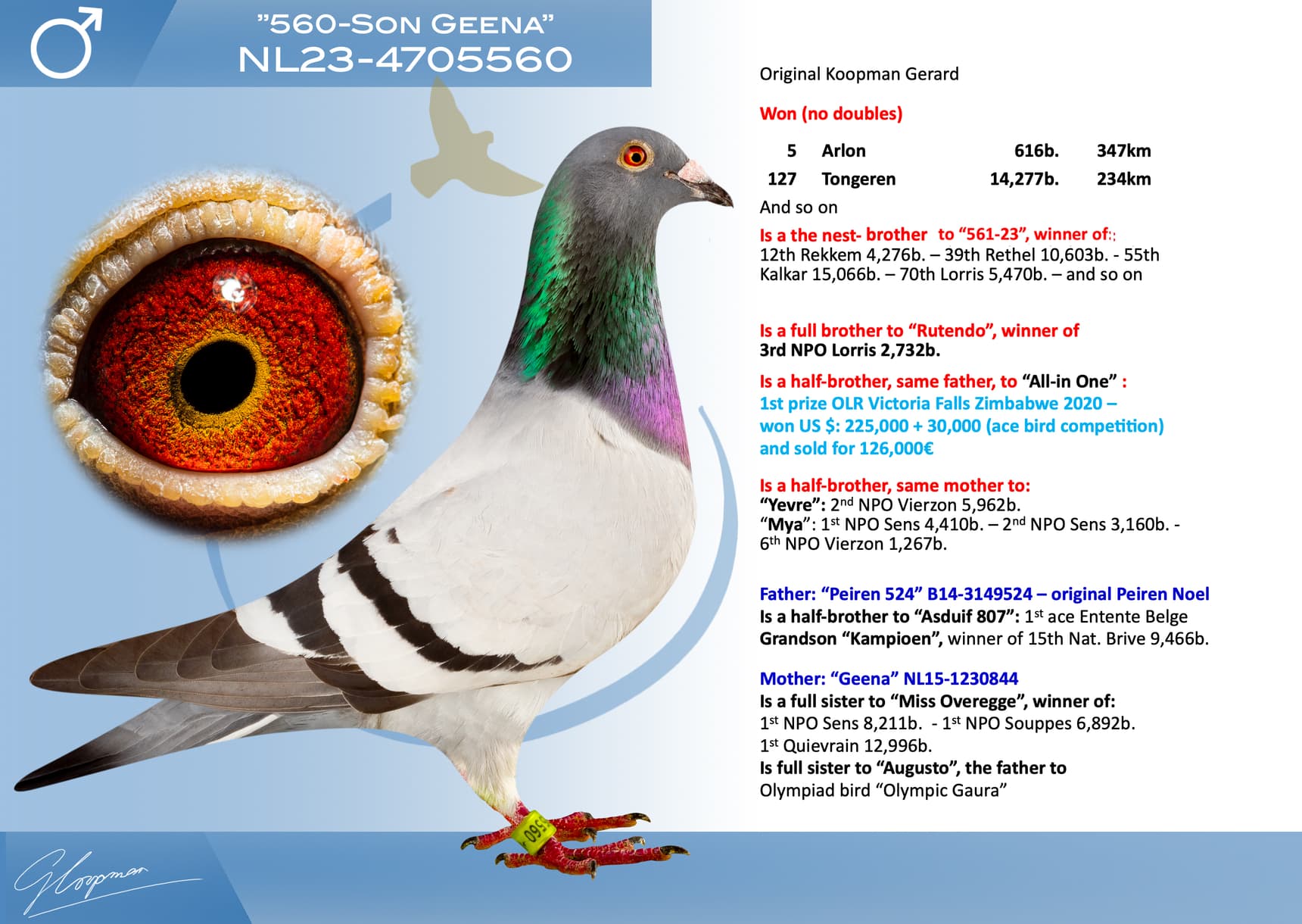 pigeon: undefined