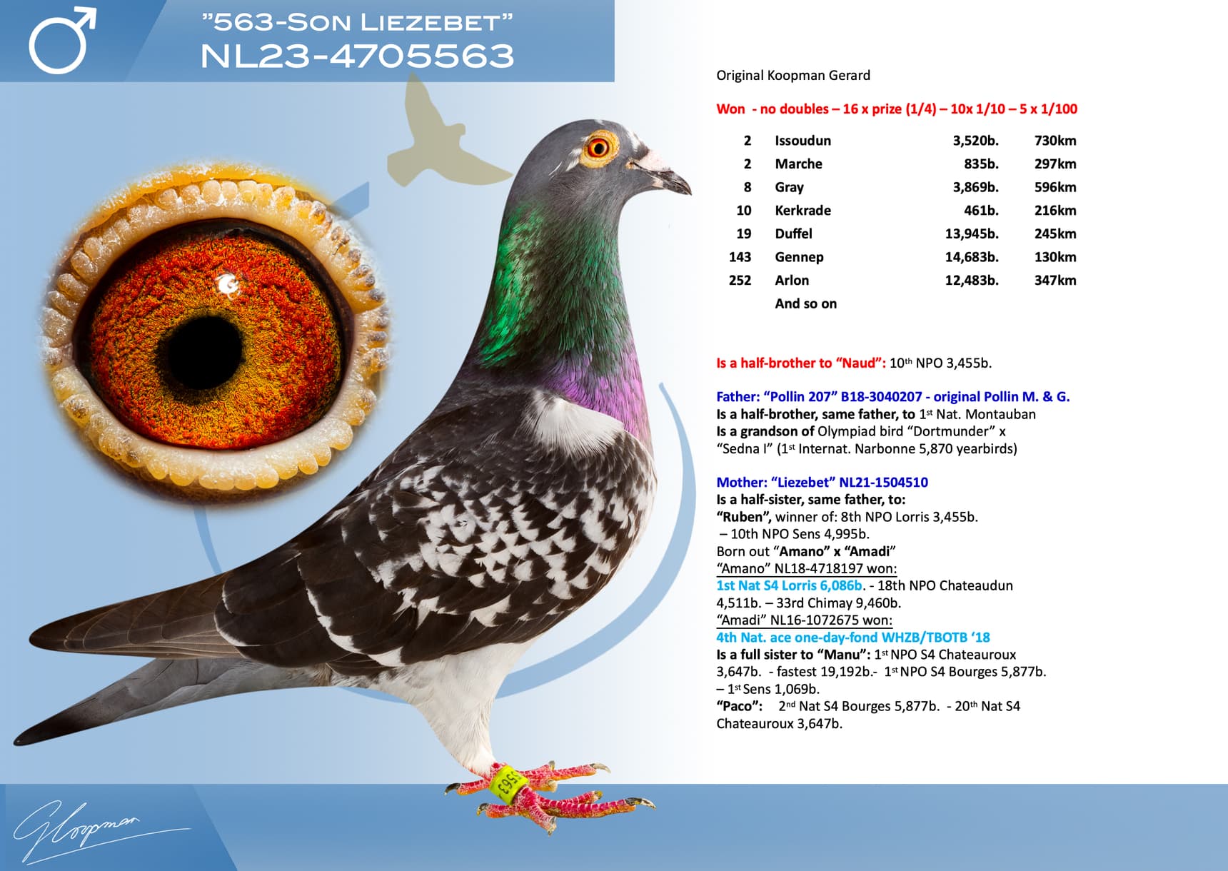 pigeon: undefined
