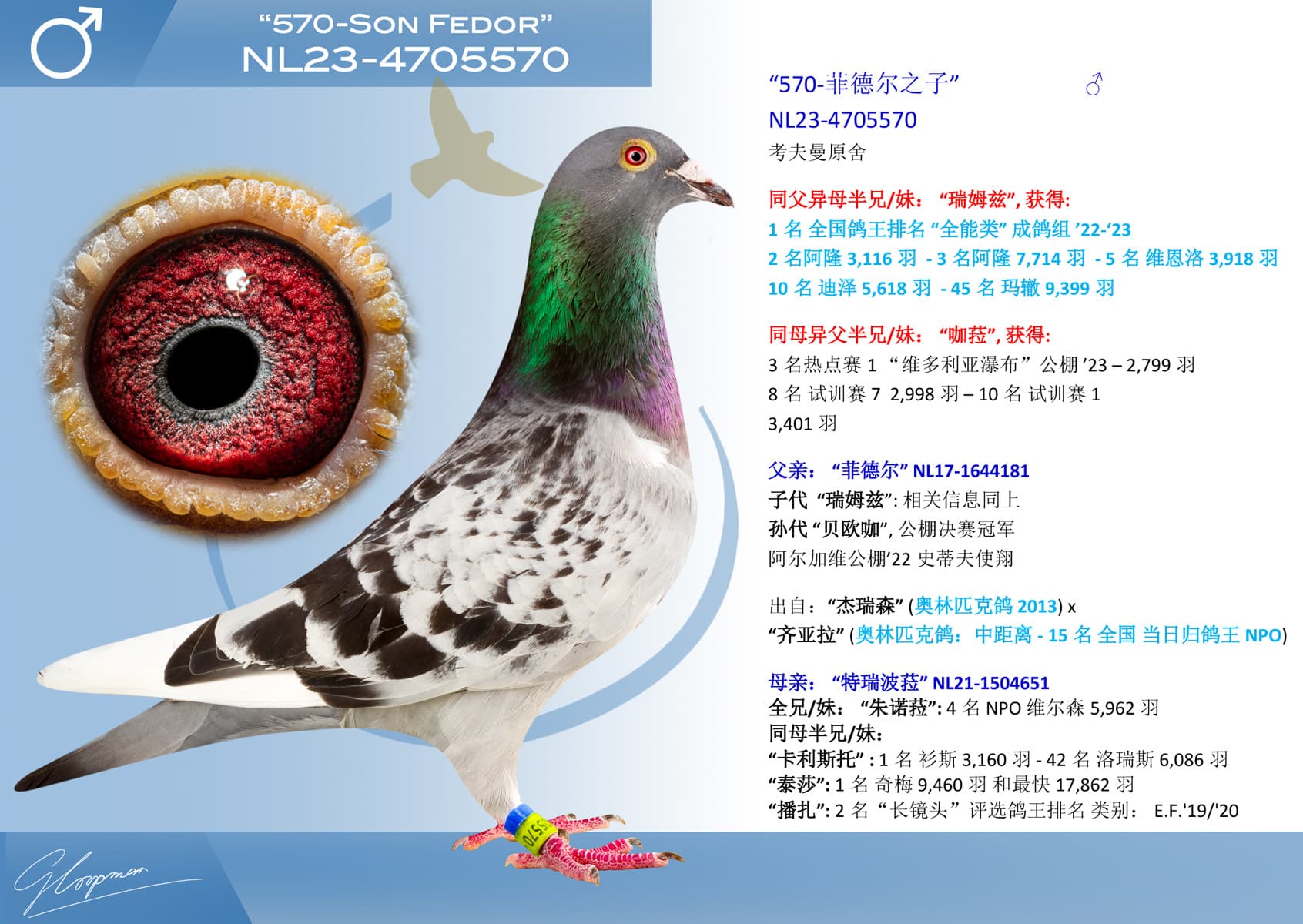pigeon: undefined
