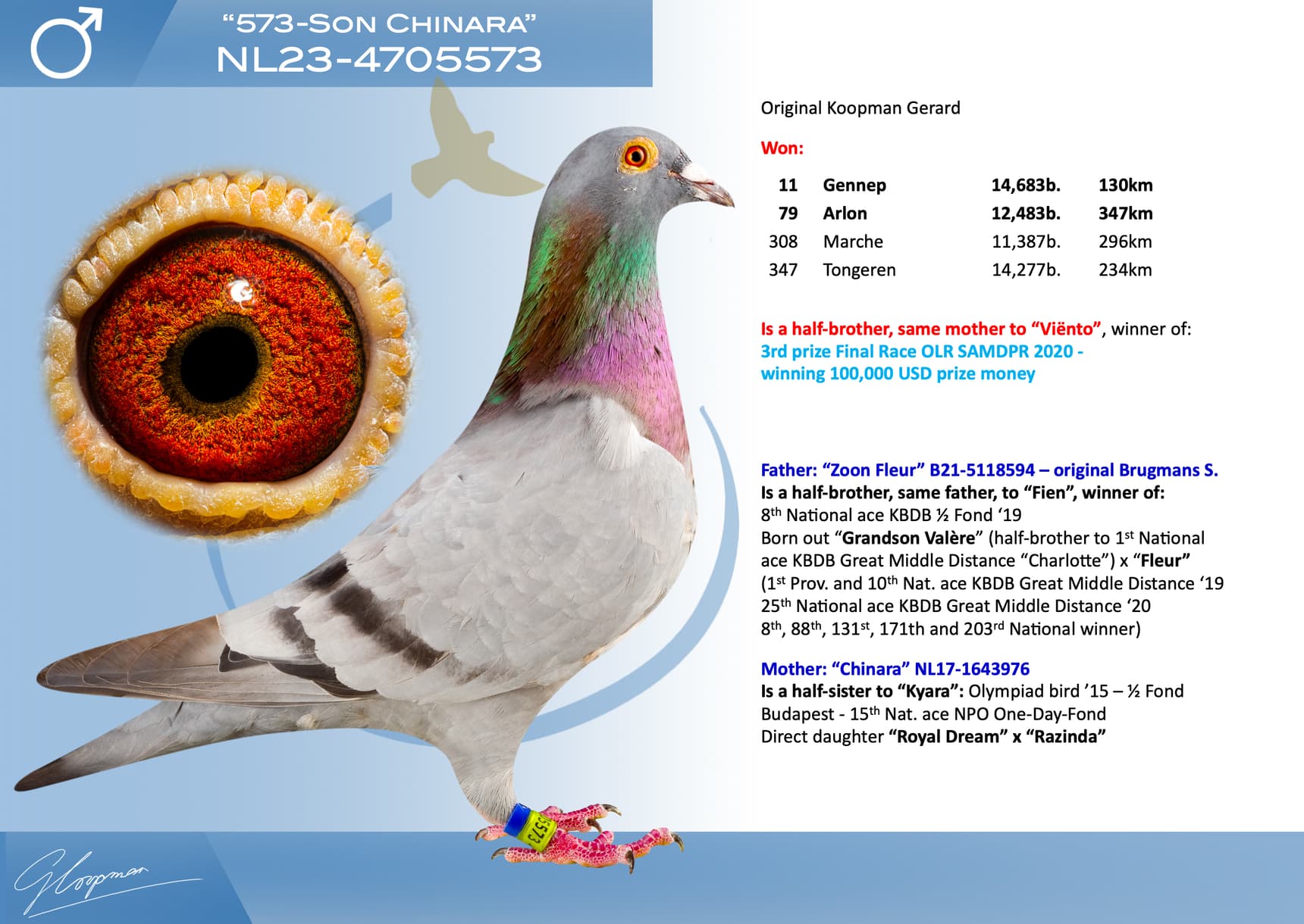 pigeon: undefined