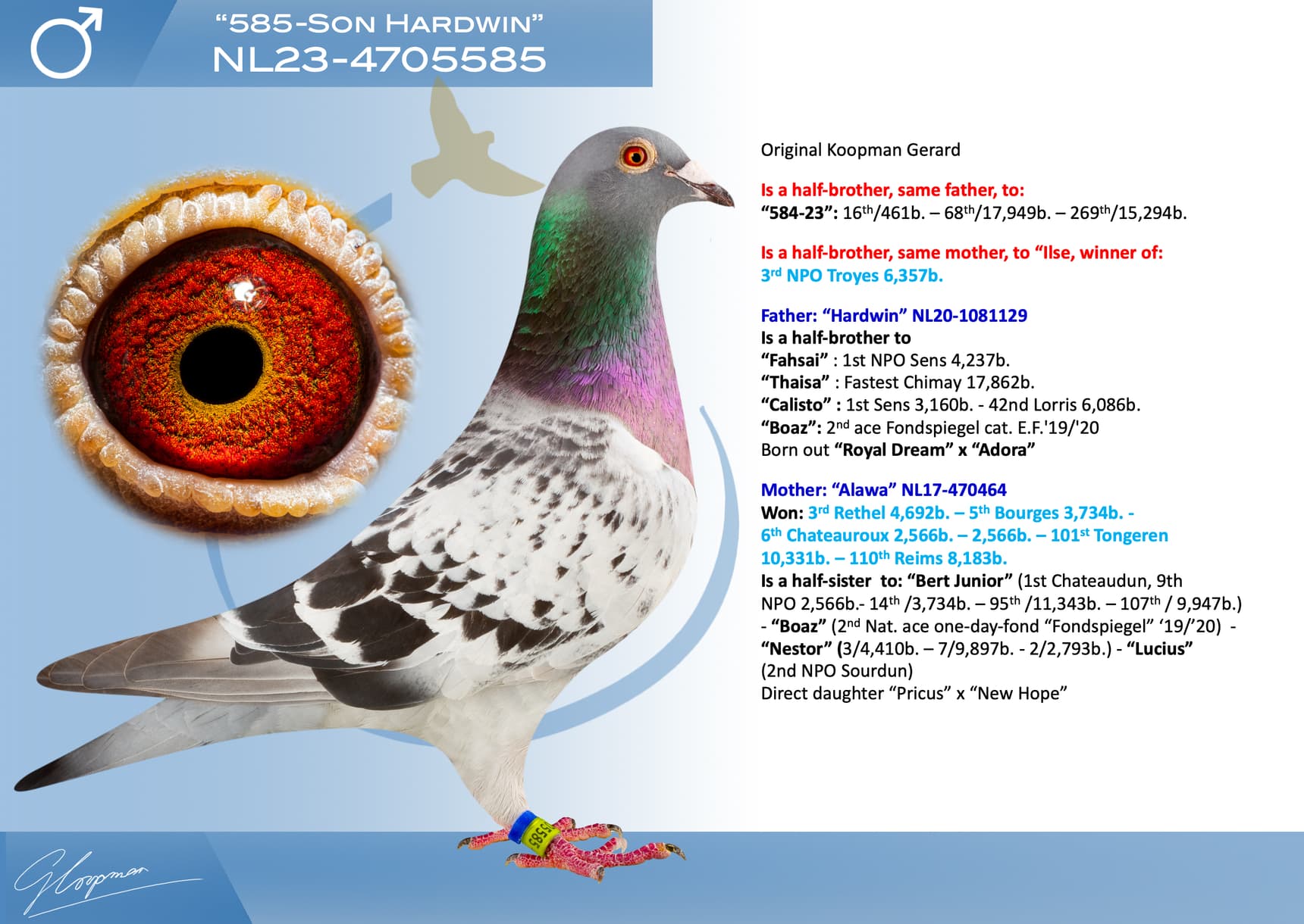 pigeon: undefined