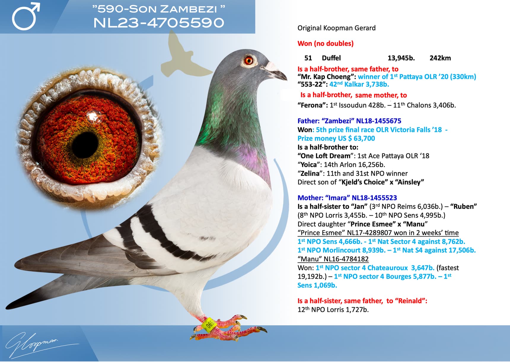 pigeon: undefined