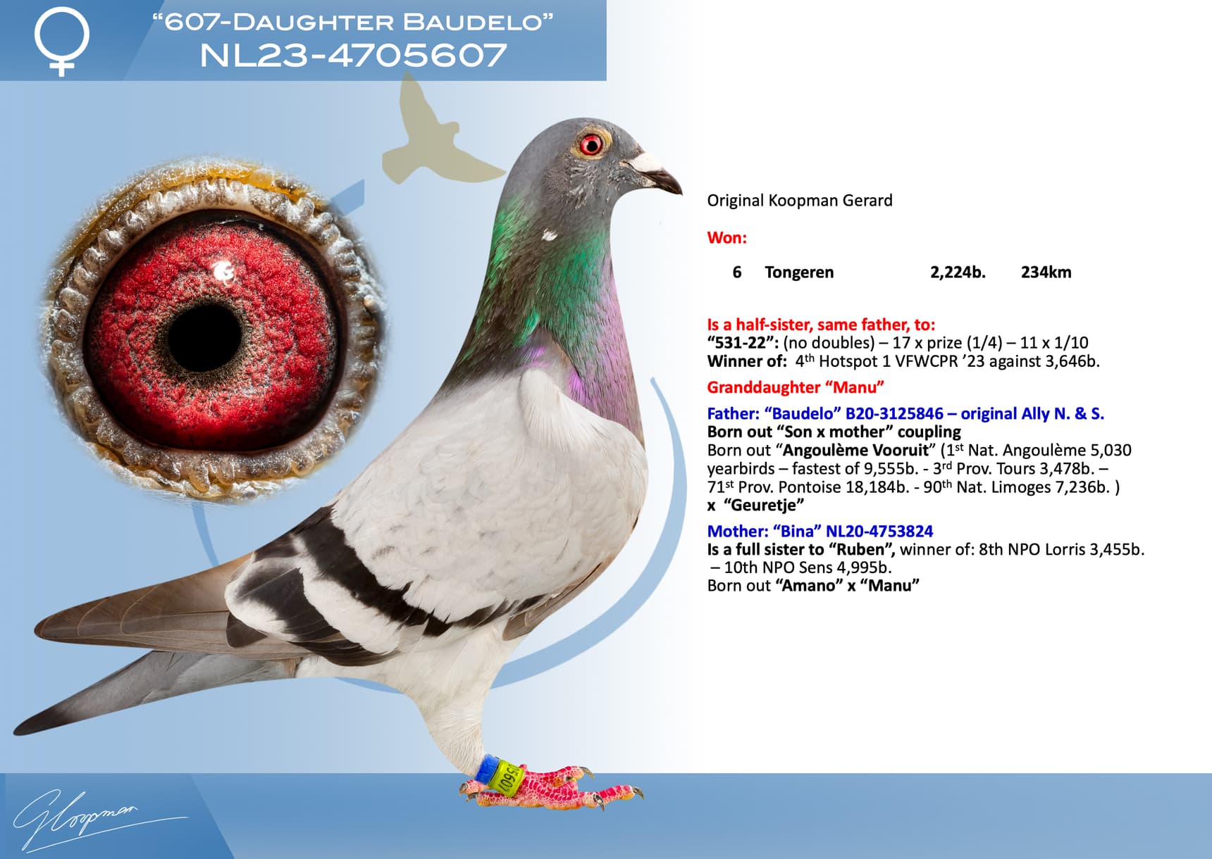 pigeon: undefined