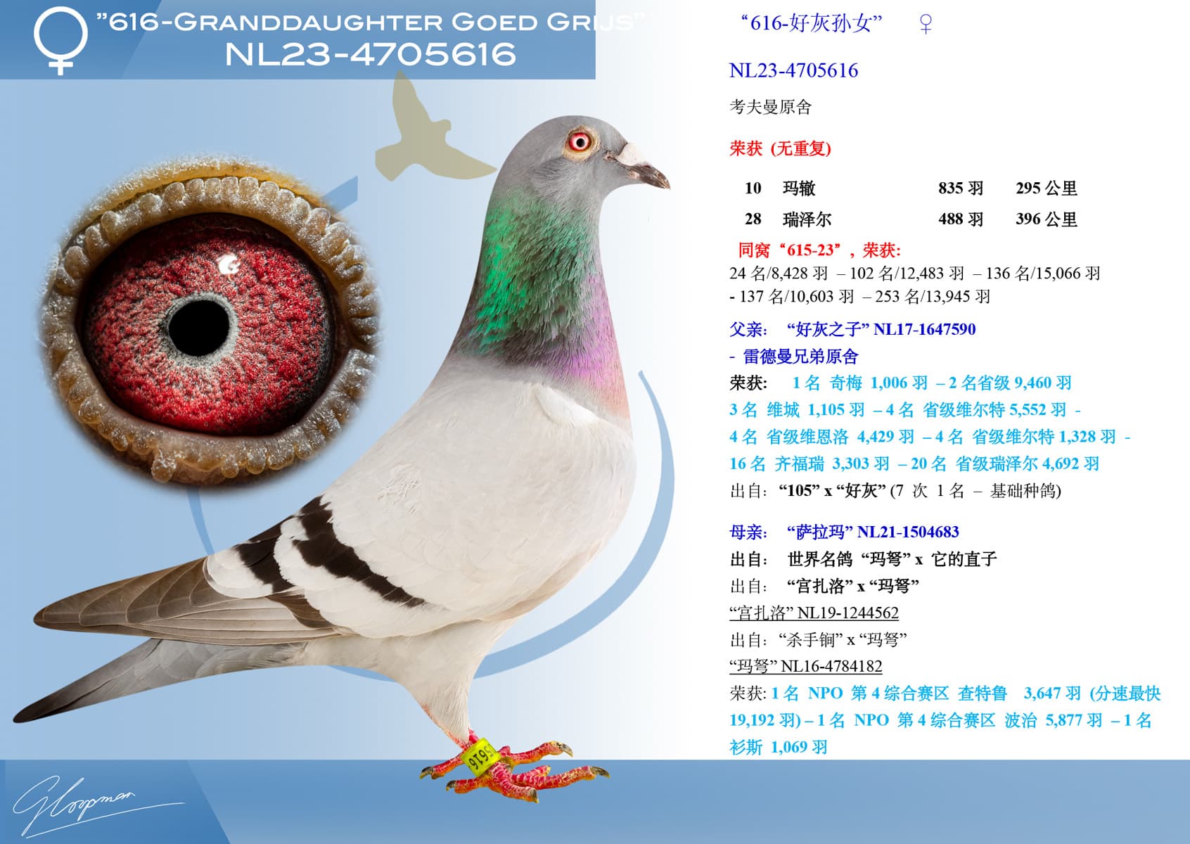 pigeon: “616-好灰孙女”