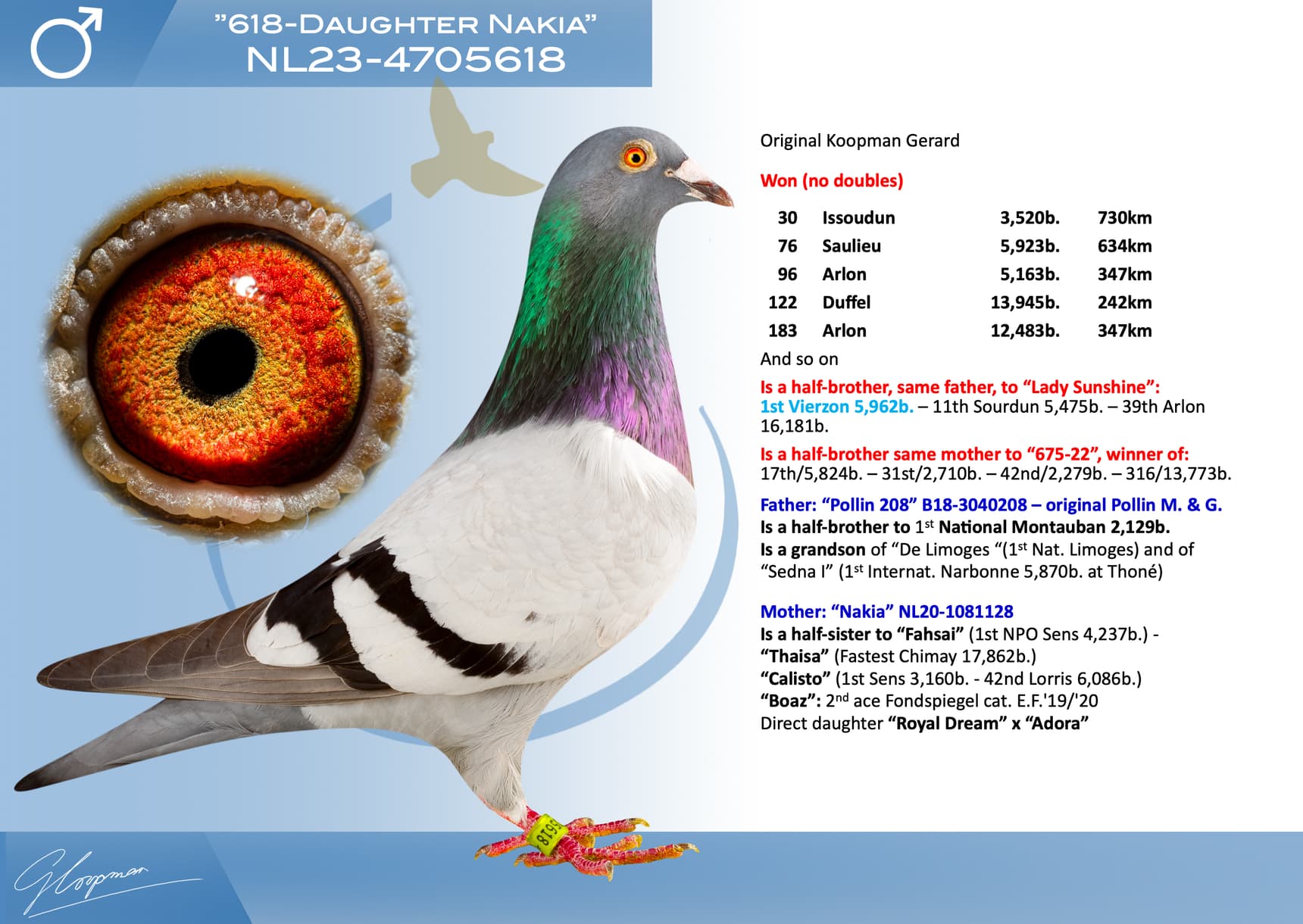 pigeon: undefined