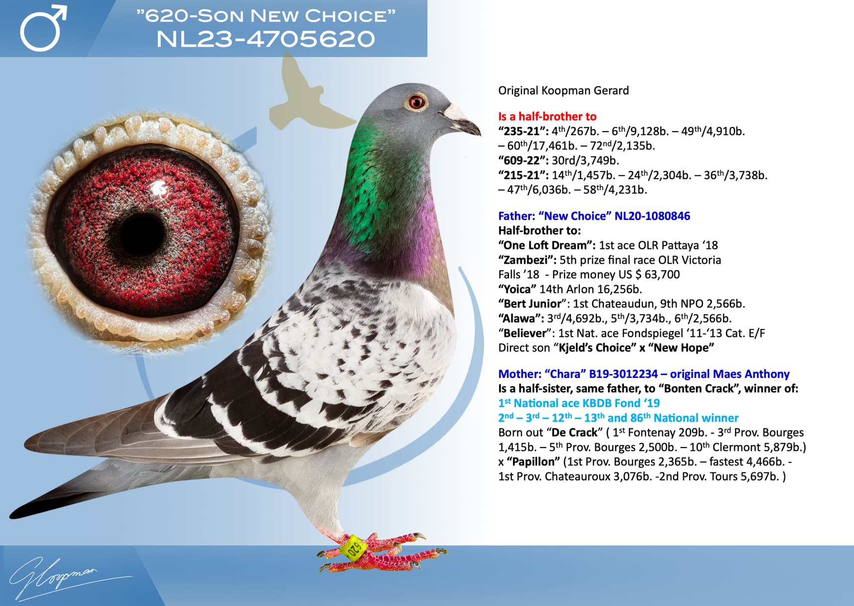 pigeon: undefined