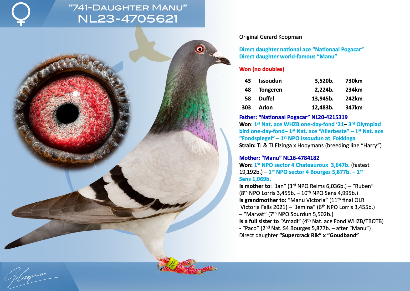 pigeon: undefined