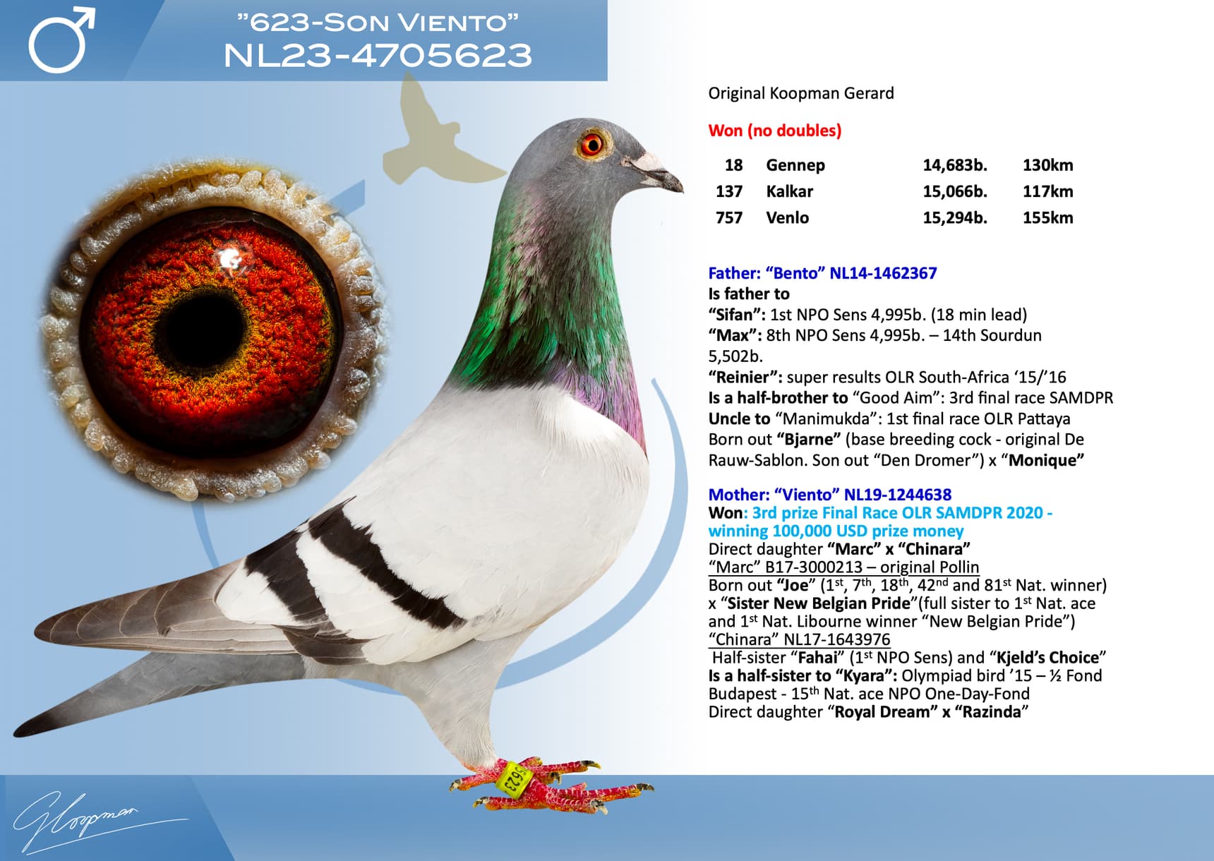 pigeon: undefined