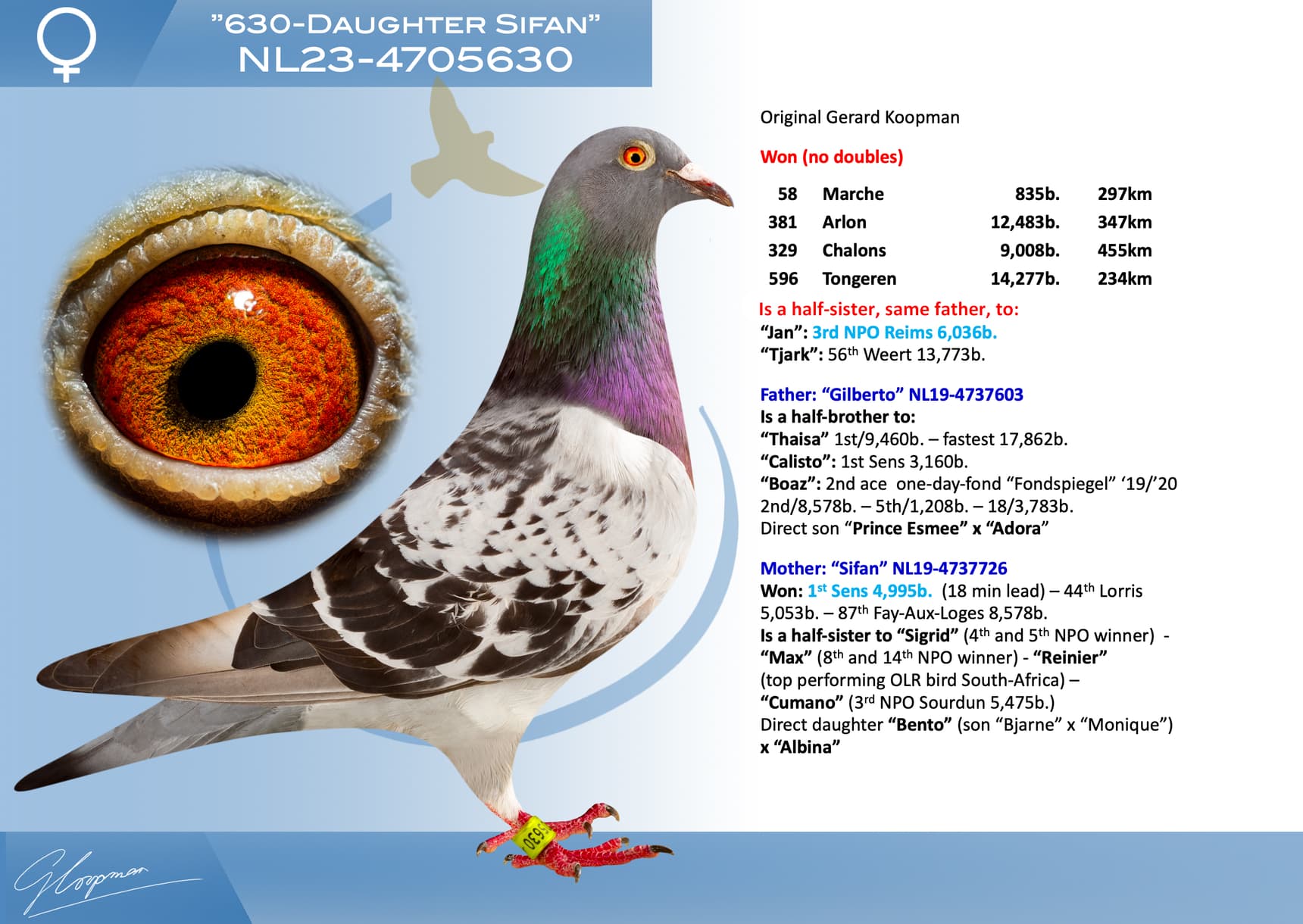 pigeon: undefined