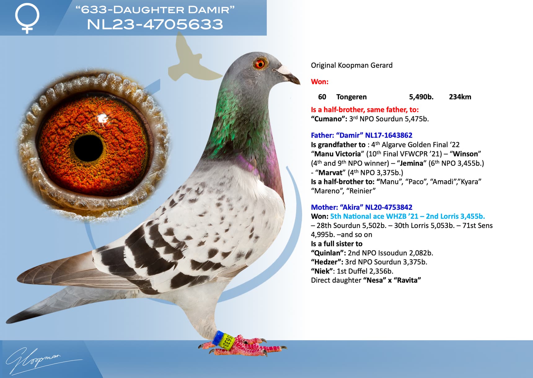 pigeon: undefined