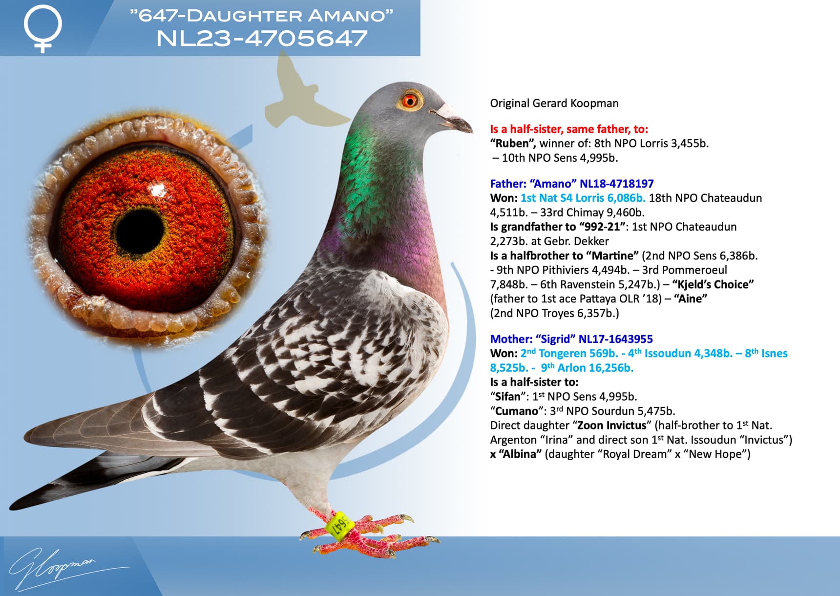 pigeon: undefined