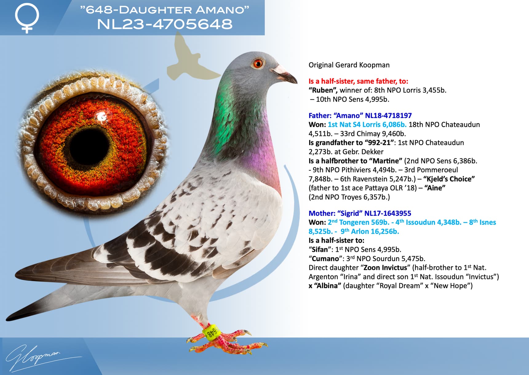pigeon: undefined